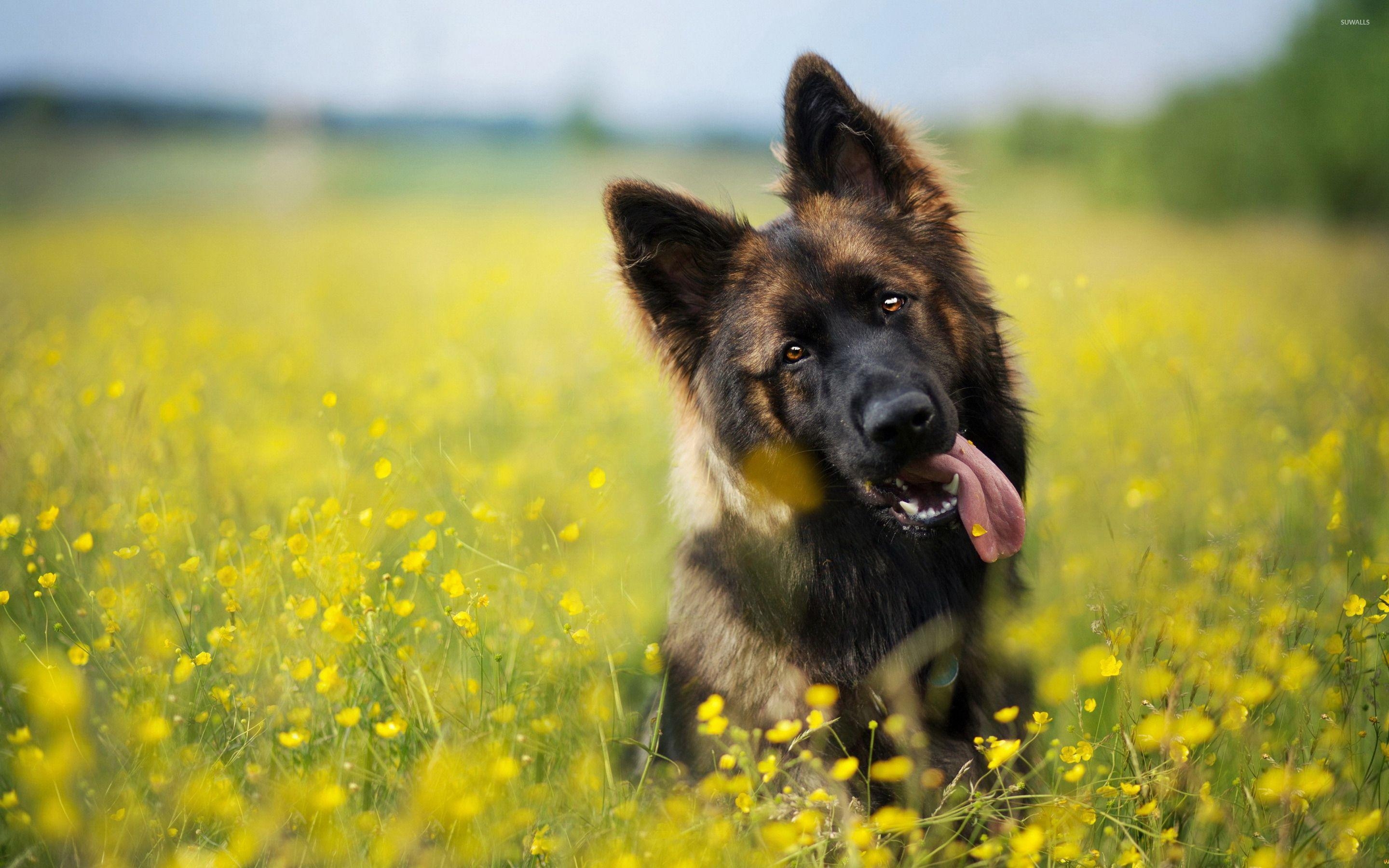 Schäferhund, 4K, Wallpaper, Hintergrund, Tier, 2880x1800 HD Desktop