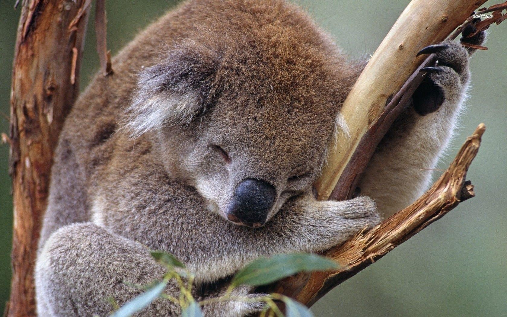 Koala, HD, Hintergrund, Australien, Bild, 1680x1050 HD Desktop