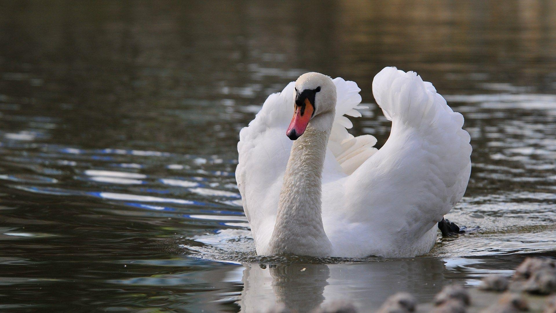 Schöner Schwan, Weißer Schwan, Hintergrund, Vogel, Tiere, 1920x1080 Full HD Desktop