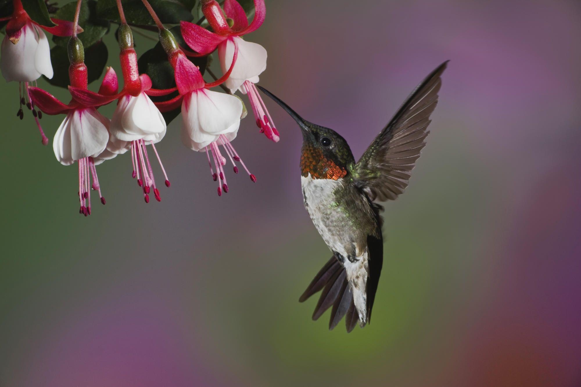 Kolibri, Hintergrund, Tierbild, malen, Vögel, 2000x1340 HD Desktop