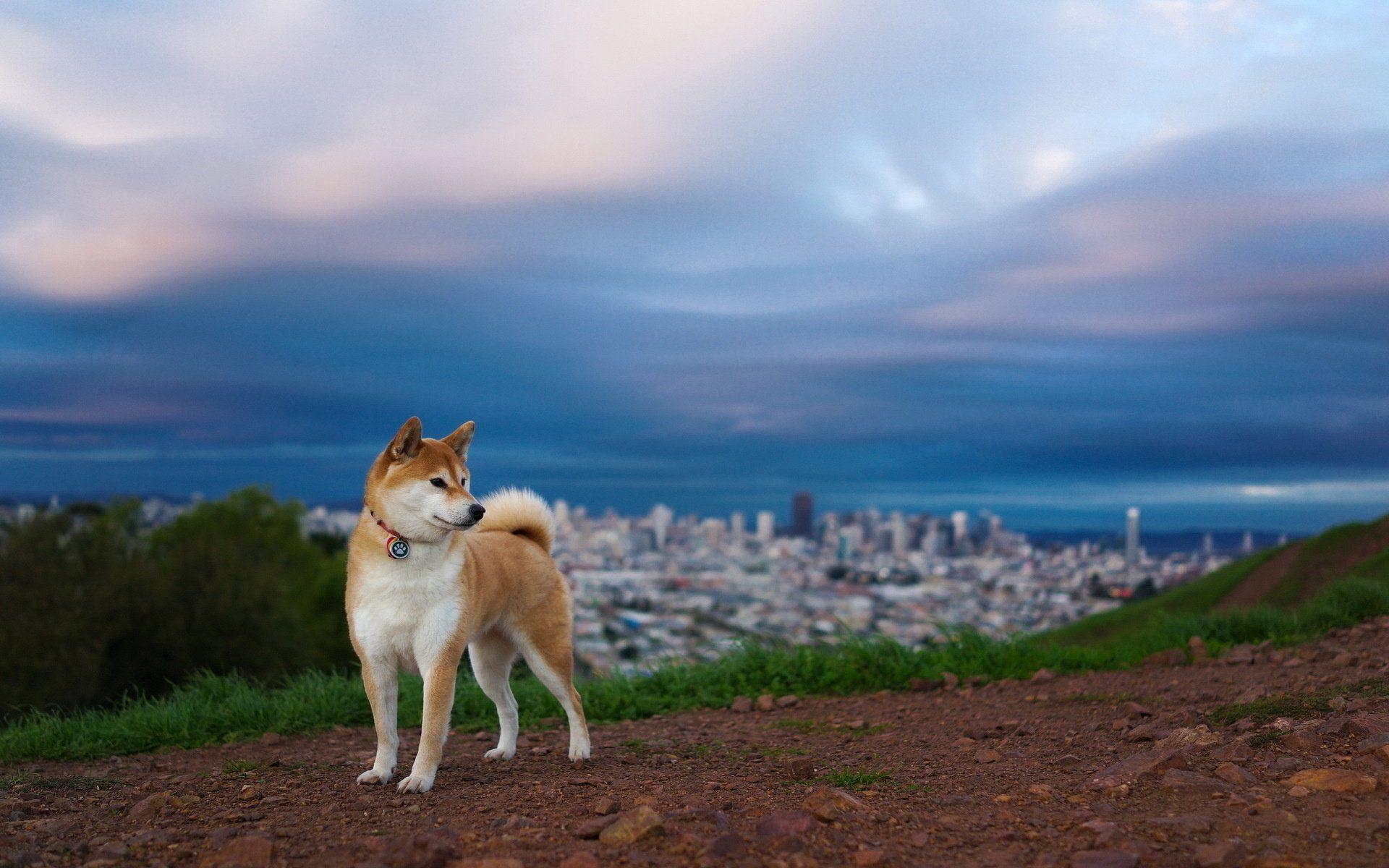 Shiba Inu, HD Bild, Hunde, Wallpaper, Haustiere, 1920x1200 HD Desktop