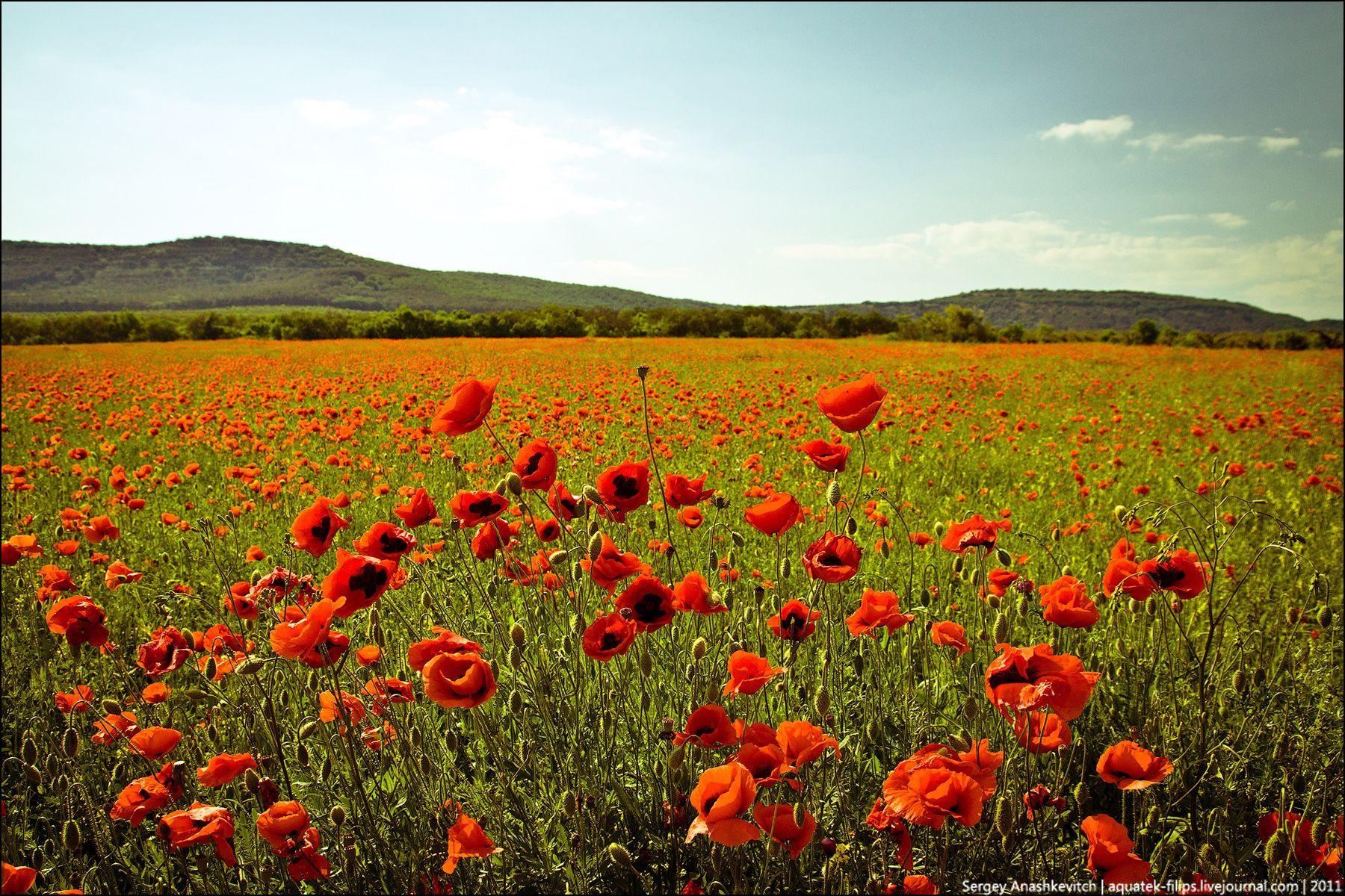 Sommer Ukraine, Reisen, Blog, Bildersammlung, schön, 1800x1200 HD Desktop