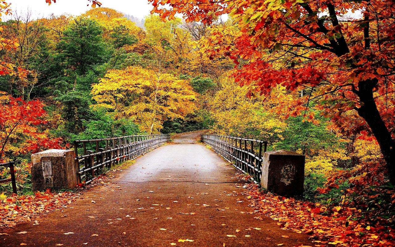 Brücke, Herbst, Bild, Hochauflösend, Natur, 1280x800 HD Desktop