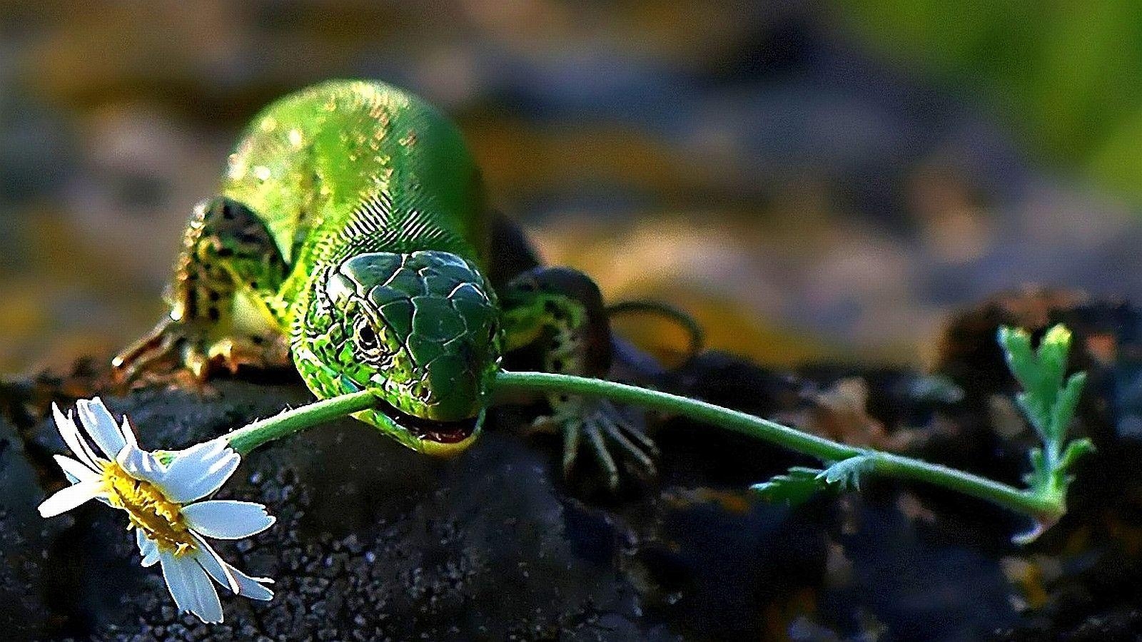 Eidechse, Reptilienbild, Bild, Natur, Tierwelt, 1600x900 HD Desktop