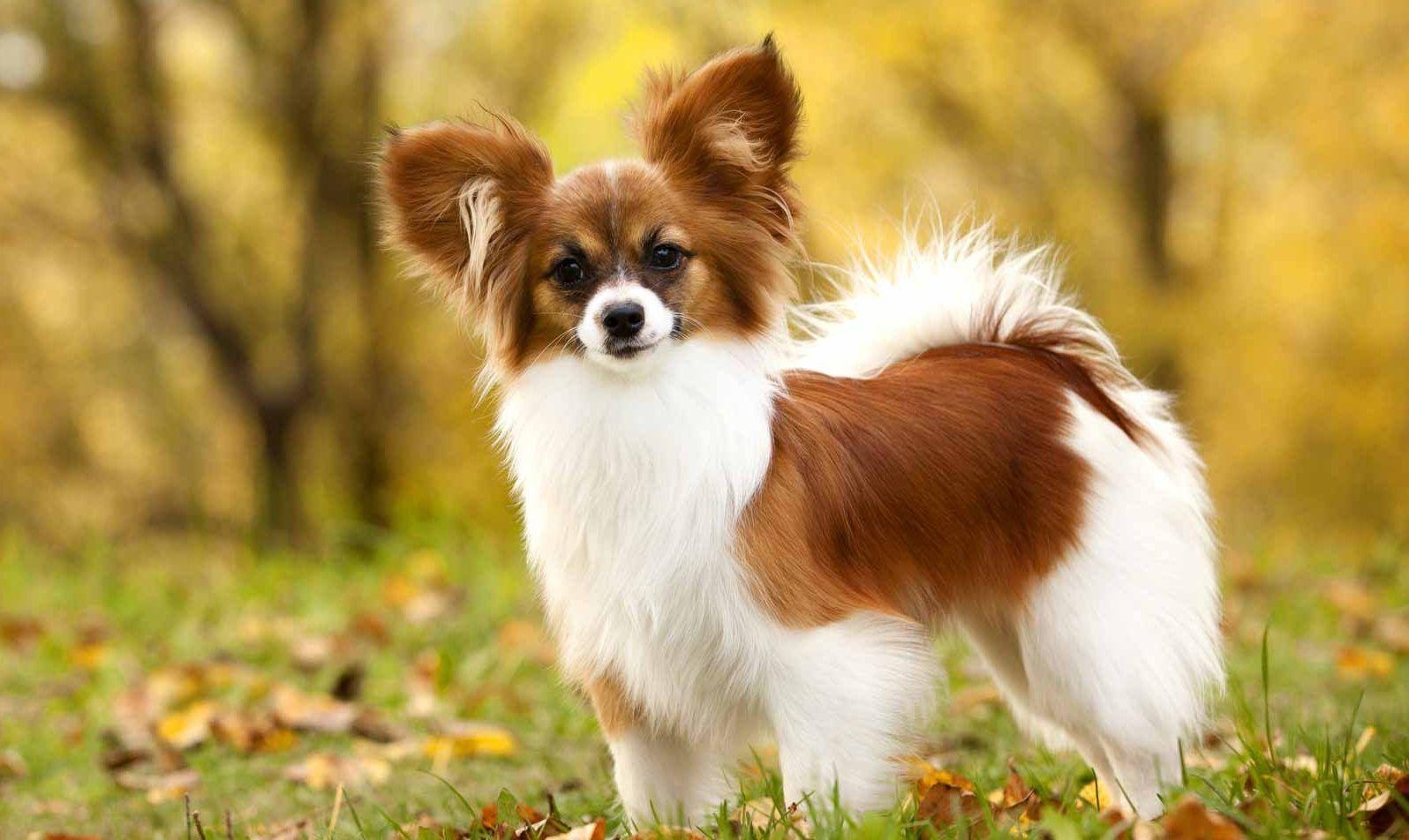 Papillon Hund, Welpenpreis, kleiner Hund, Tierhaltung, 1600x960 HD Desktop