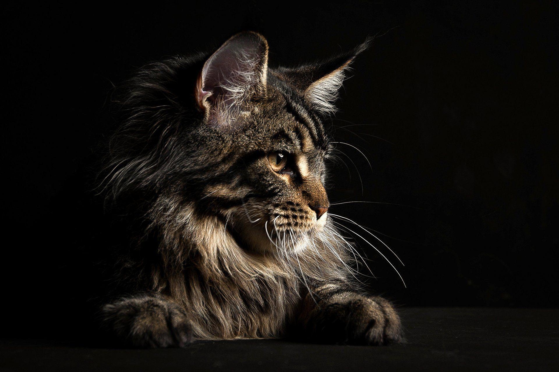 Maine Coon, Gesicht, schwarz, Hintergrund, HD, 1920x1280 HD Desktop