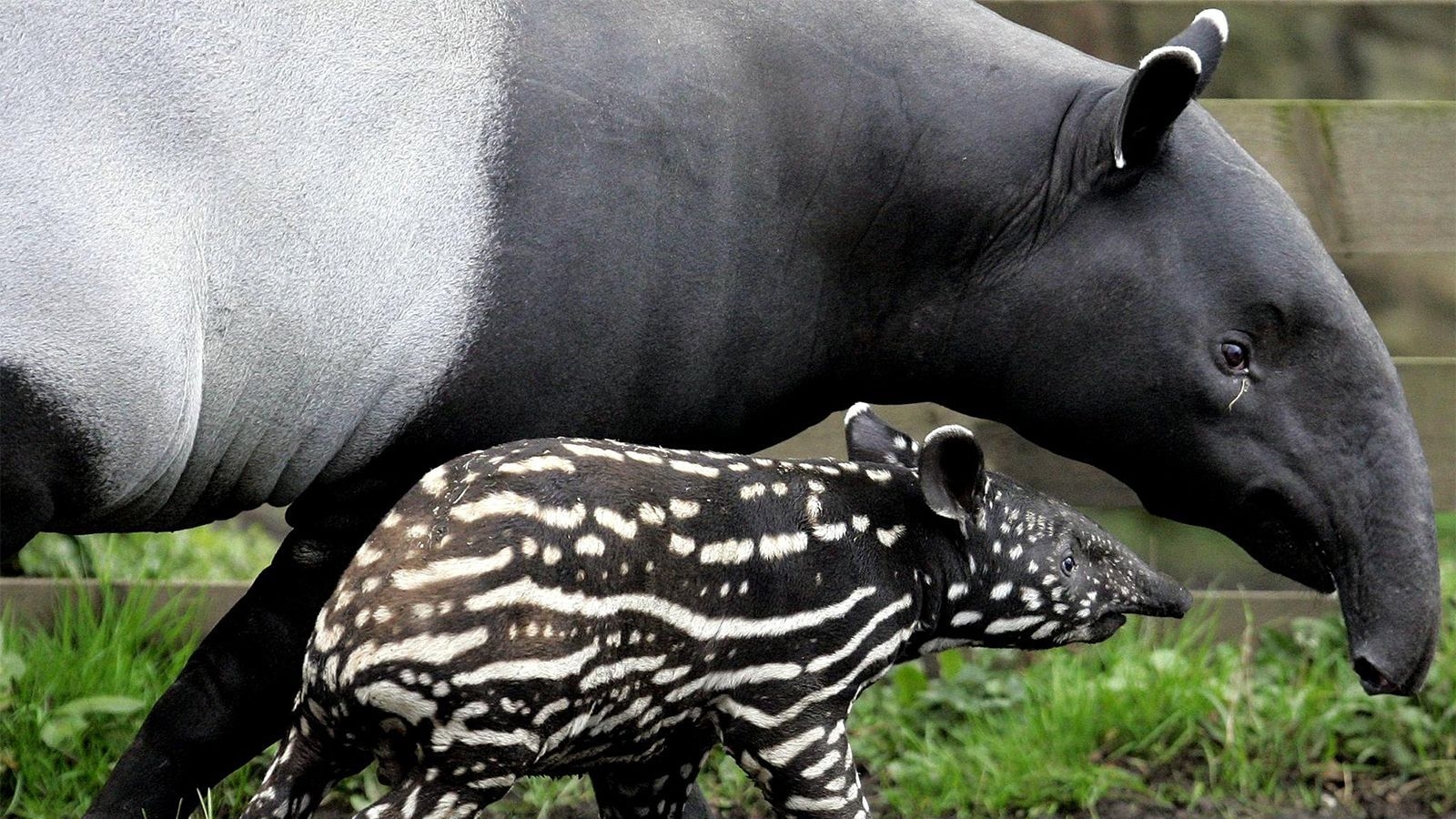 Tapir, Fruitarier, Rüssel, Alt, Tier, 1600x900 HD Desktop