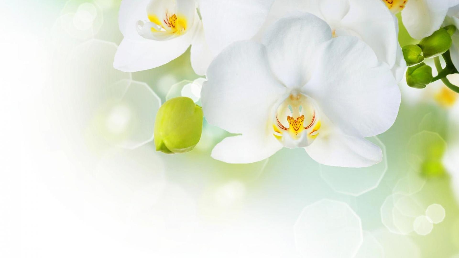 Orchidee, Full HD, Desktop, Natur, Blume, 1920x1080 Full HD Desktop