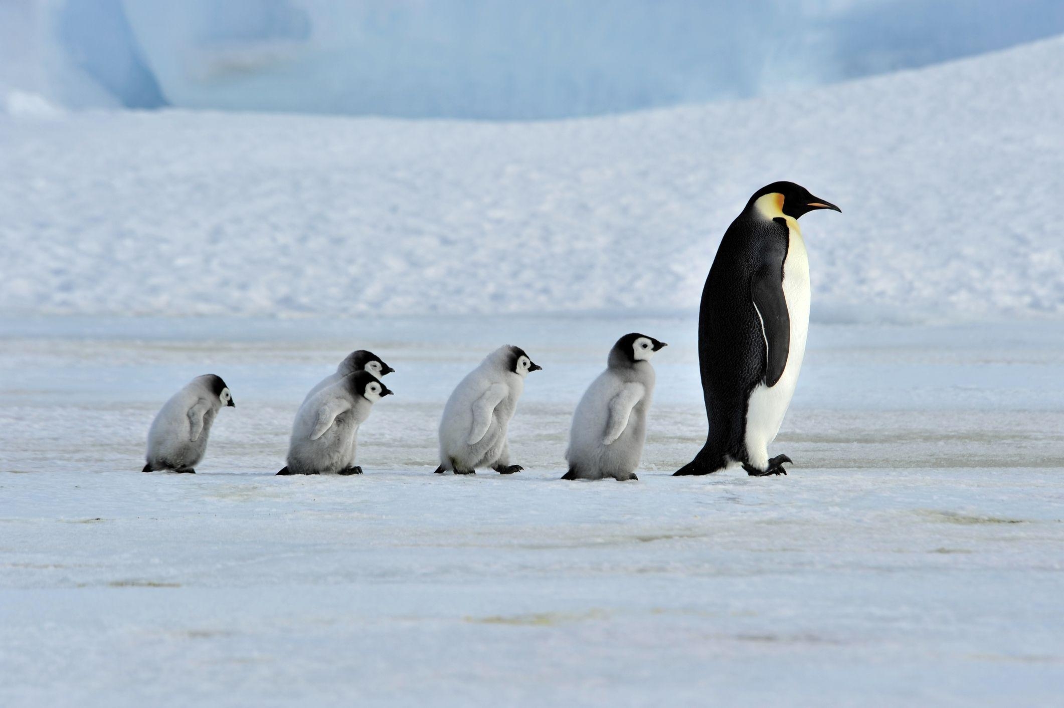 Pinguin, Hintergrund, Tiere, Bild, px, 2130x1420 HD Desktop