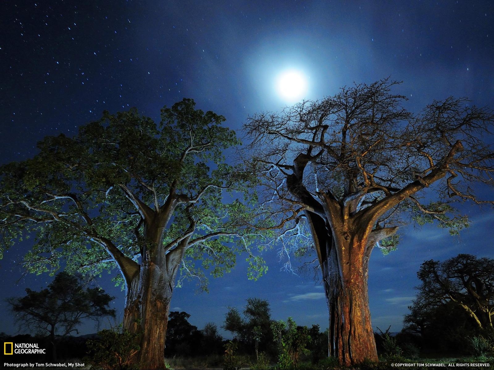 Baobab-Bäume, Tansania, National Geographic, Natur, 1600x1200 HD Desktop