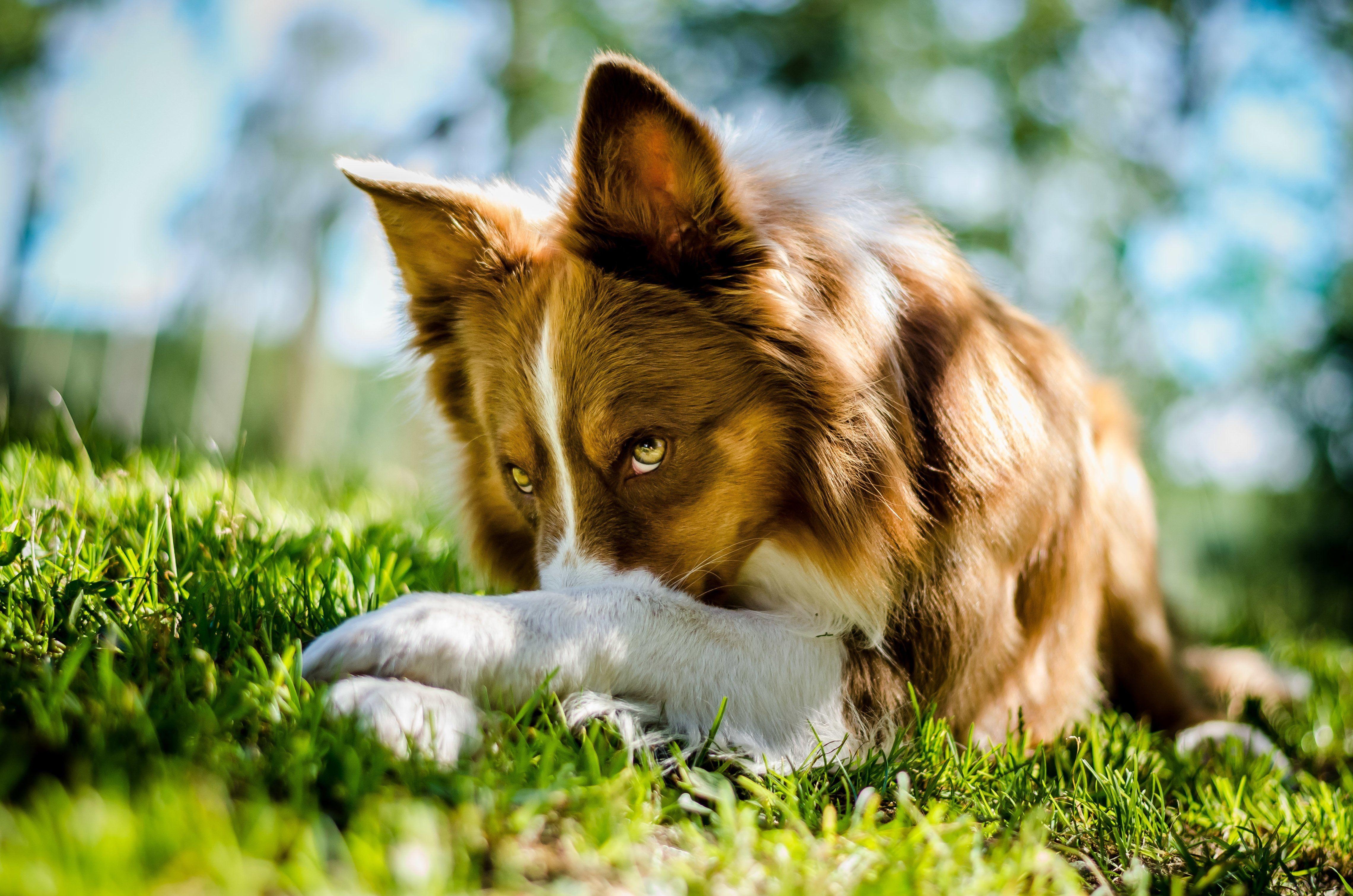 Border Collie, HD, Desktop, Mobil, Hund, 4570x3030 4K Desktop