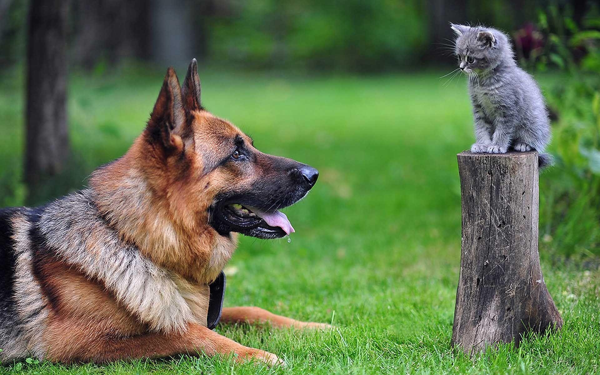 Großer Schäferhund, kleine Katze, Tierwelt, HD Bilder, Vögel, 1920x1200 HD Desktop