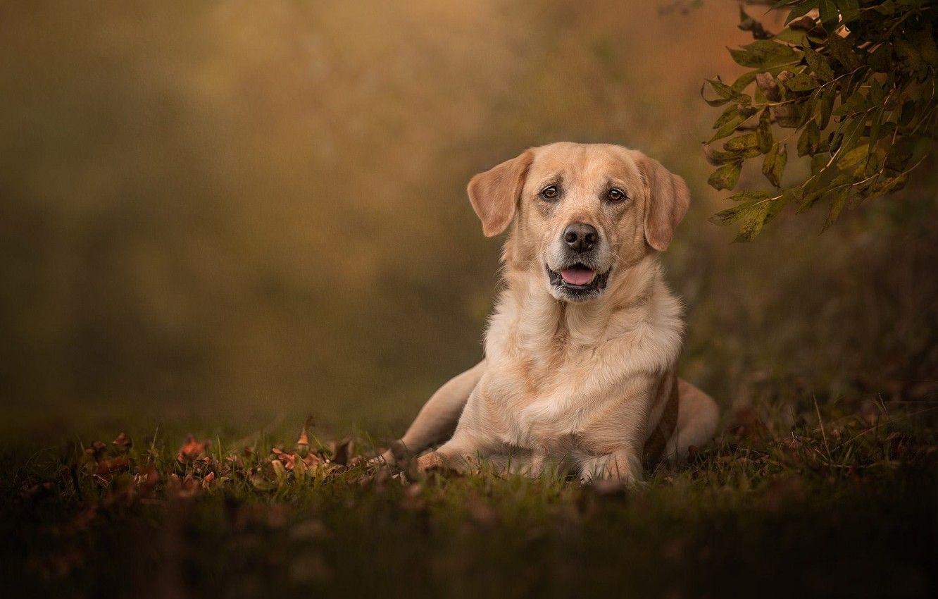 Labrador Retriever, Hund, Bokeh, Bild, Tier, 1340x850 HD Desktop