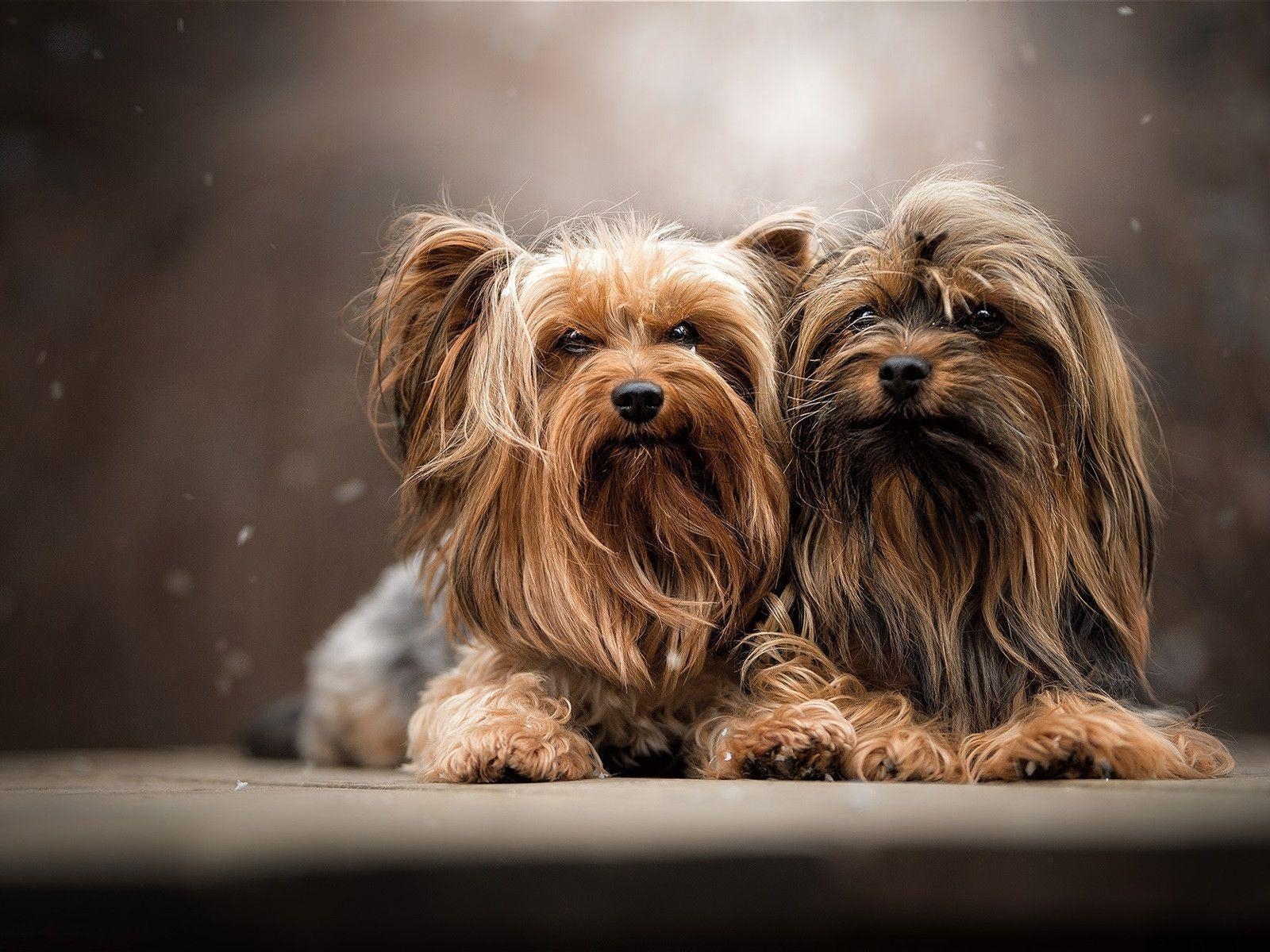 Yorkshire Terrier, Welpe, besten, kostenlose, unwiderstehlich, 1600x1200 HD Desktop