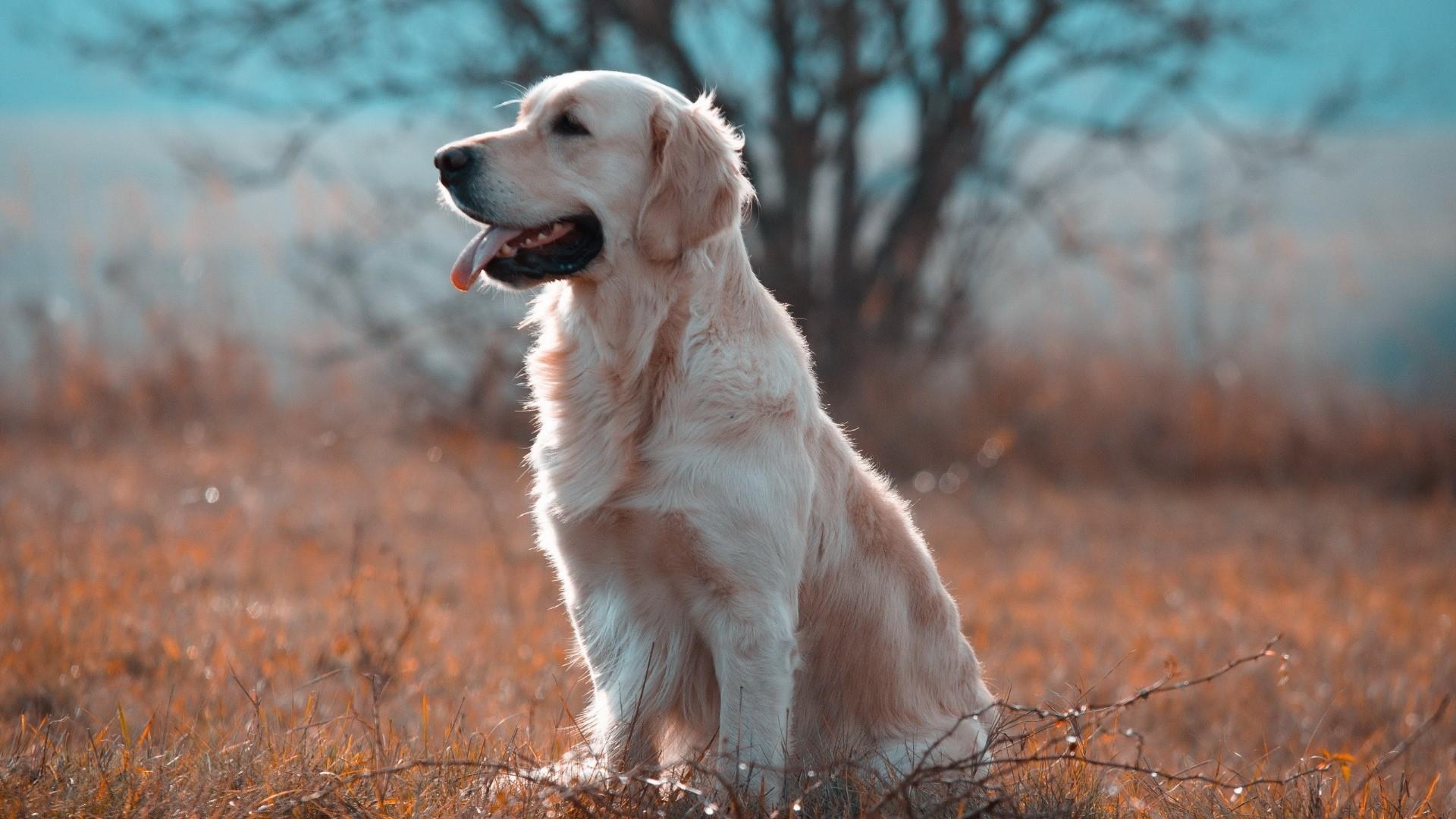 Labrador Retriever, 17x1080, Hintergrund, Tiere, Wallpaper, 1920x1080 Full HD Desktop