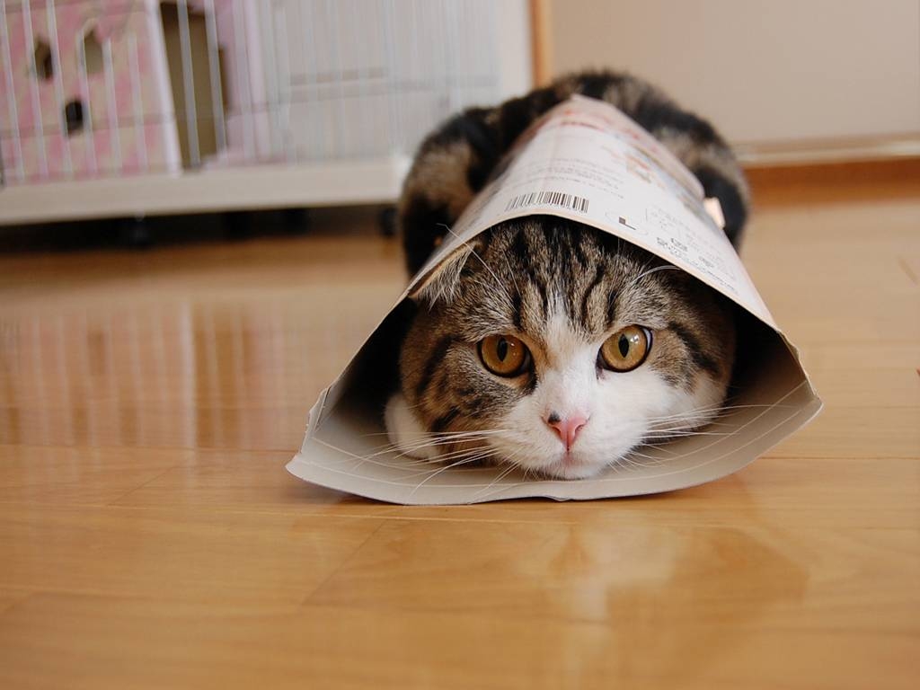 Maru Katze, Tier, Bild, Niedlich, Internetberühmtheit, 1030x770 HD Desktop