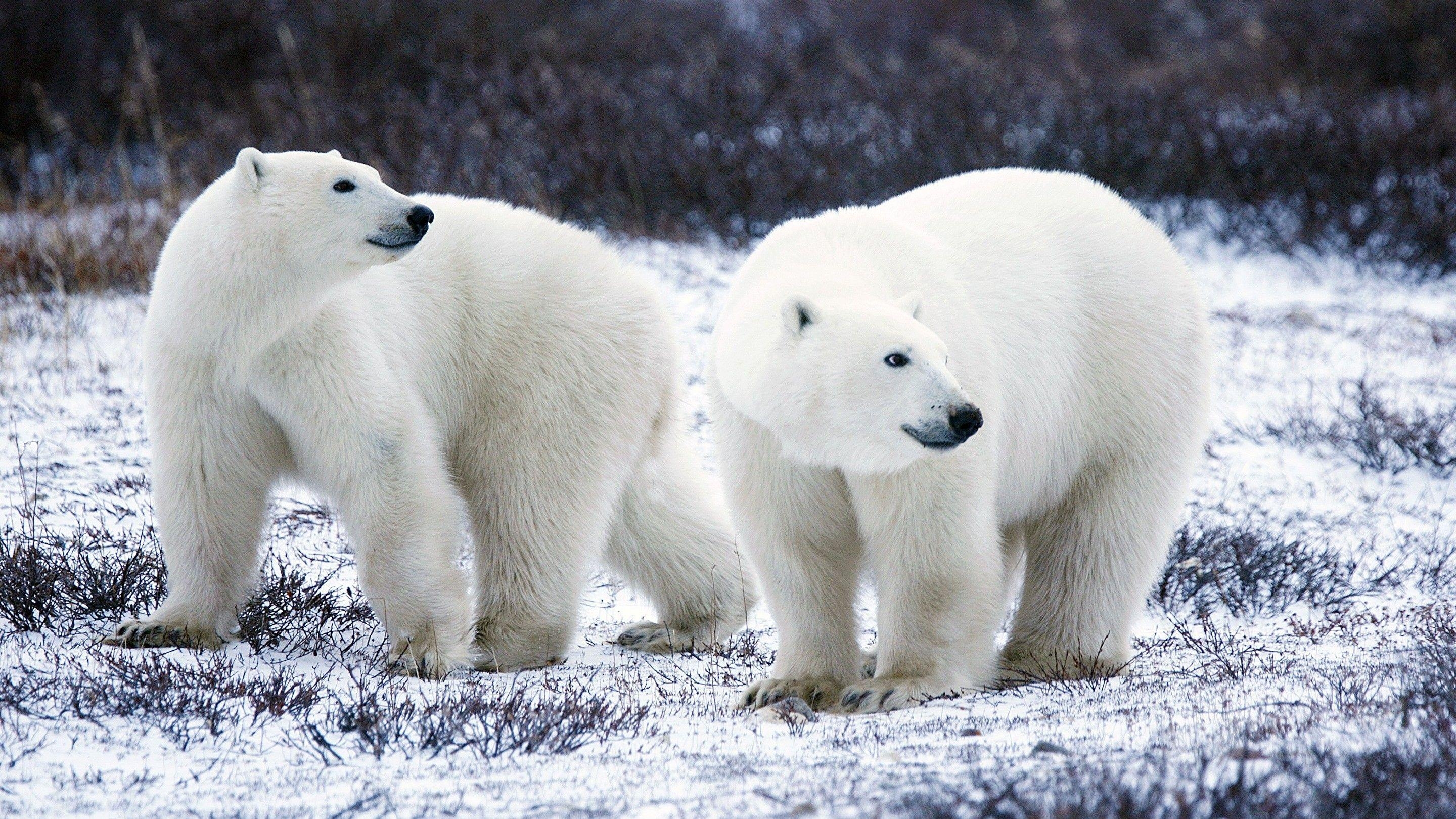 Tier Eisbär Hintergrundbild Natur Arktis, 2880x1620 HD Desktop