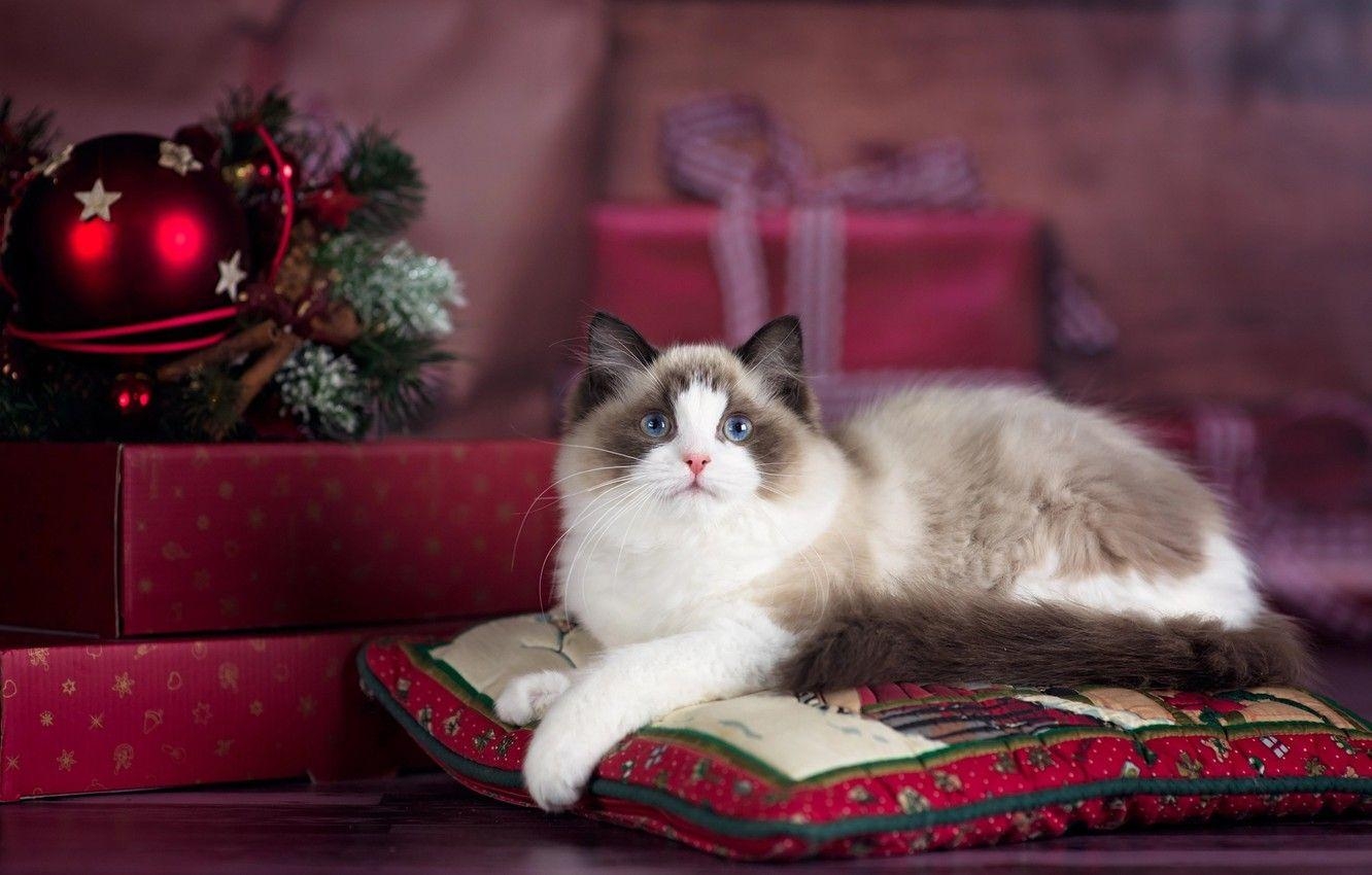 Ragdoll, Feiertag, Katze, Neujahr, Weihnachten, 1340x850 HD Desktop