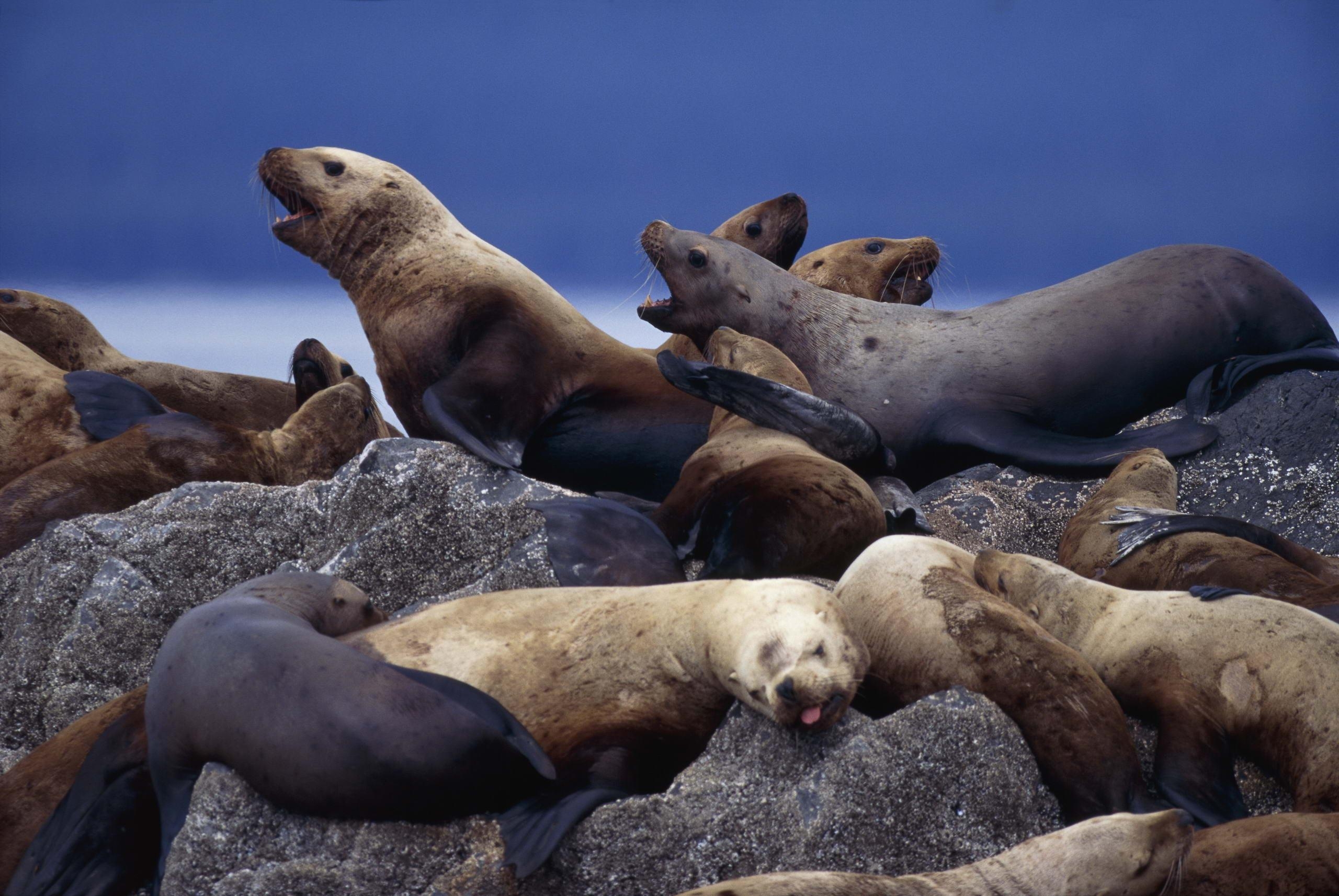 Seelöwe, Hintergrund, 52664px, Meer, Säugetier, 2560x1720 HD Desktop