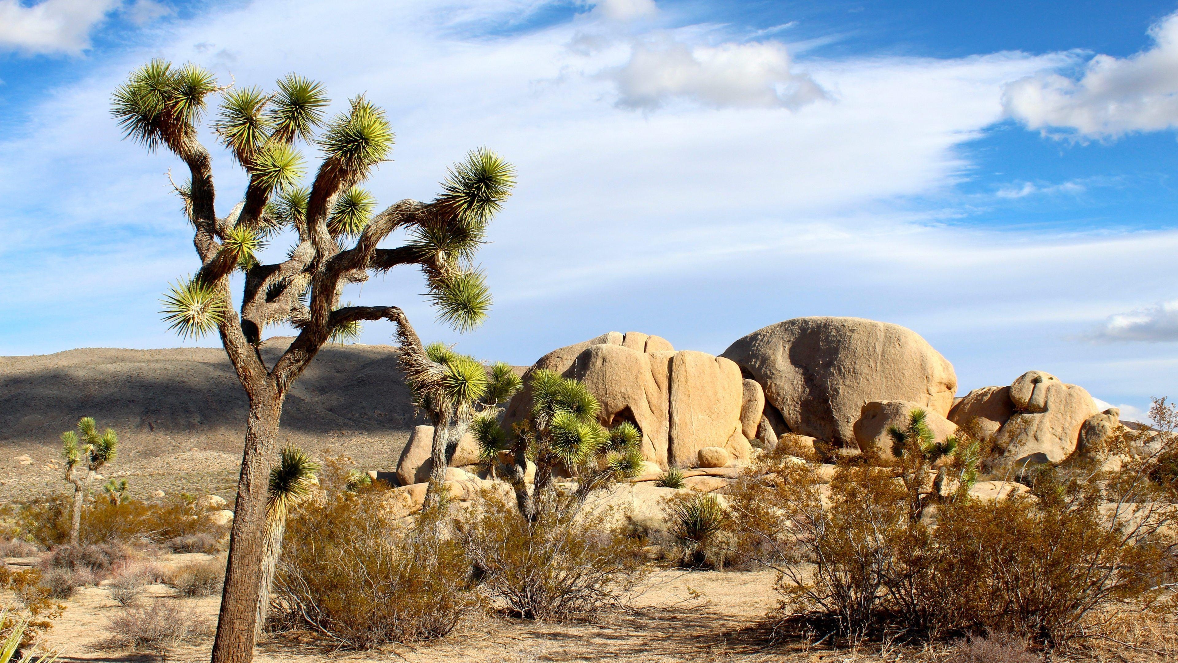 Joshua Tree, HD, Wunderschön, Natur, Kalifornien, 3840x2160 4K Desktop