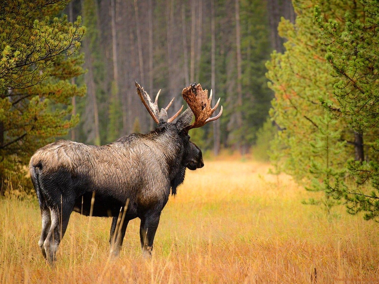 Elch, Wildtiere, Wald, Nordamerika, Symbolbild, 1600x1200 HD Desktop