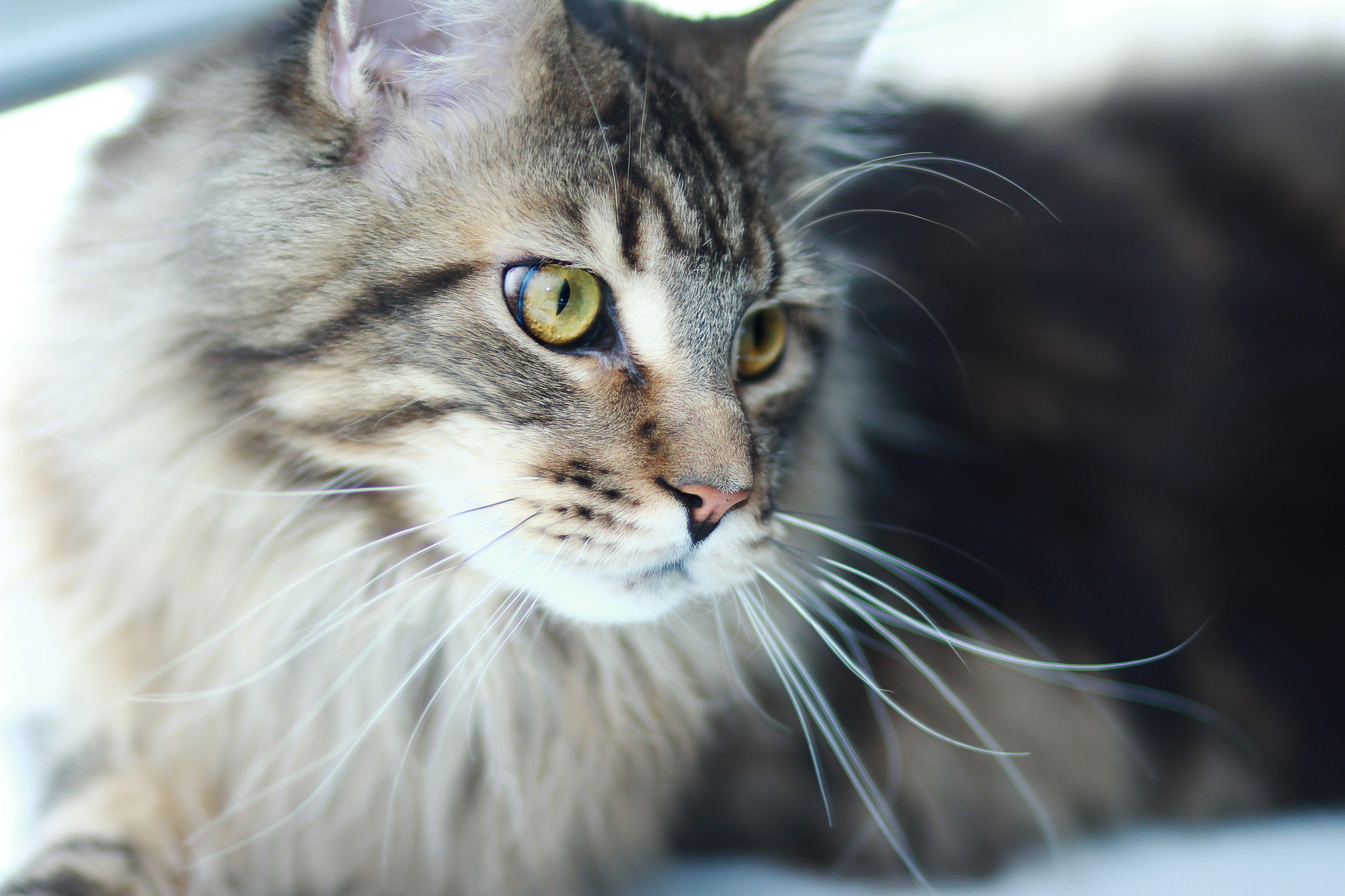 Maine Coon, HD, Katzen, Qualität, Hintergrund, 5190x3460 4K Desktop