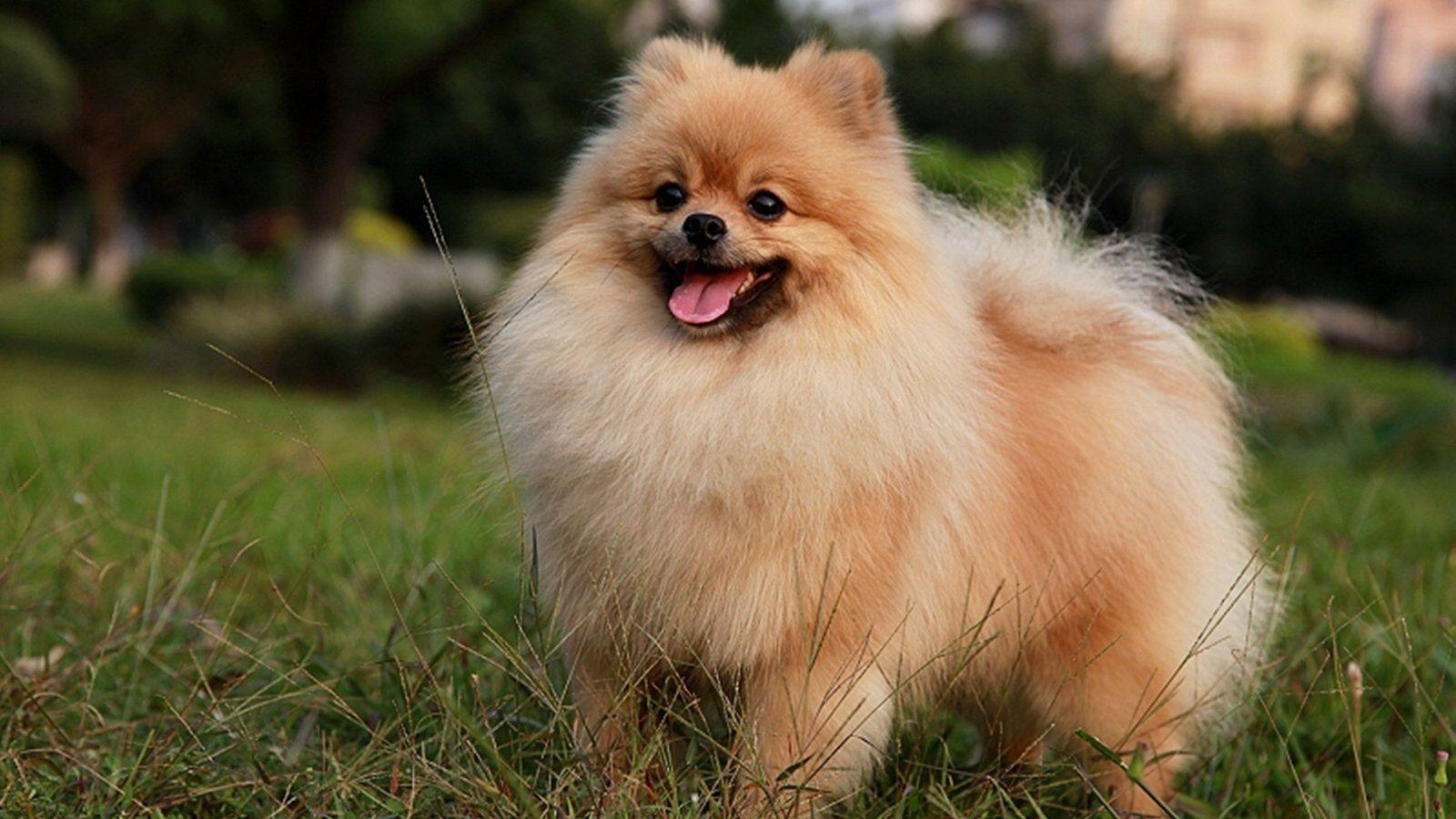 Kostenlos, Pomeranian, Hintergrundbild, Herunterladen, Tiere, 1600x900 HD Desktop