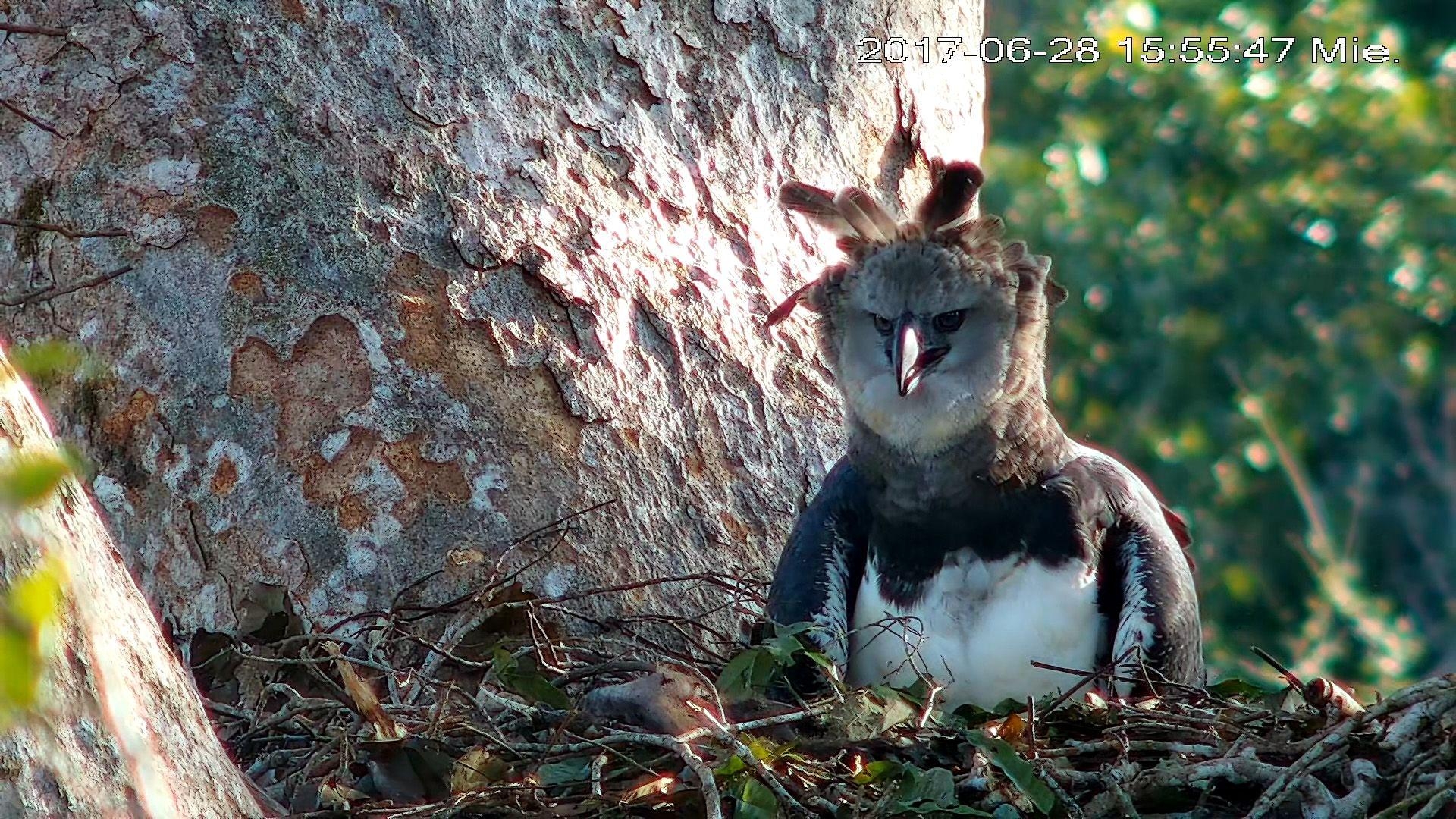 Harpyie, Kamera, Forscher, Jungvogel, Nest, 1920x1080 Full HD Desktop