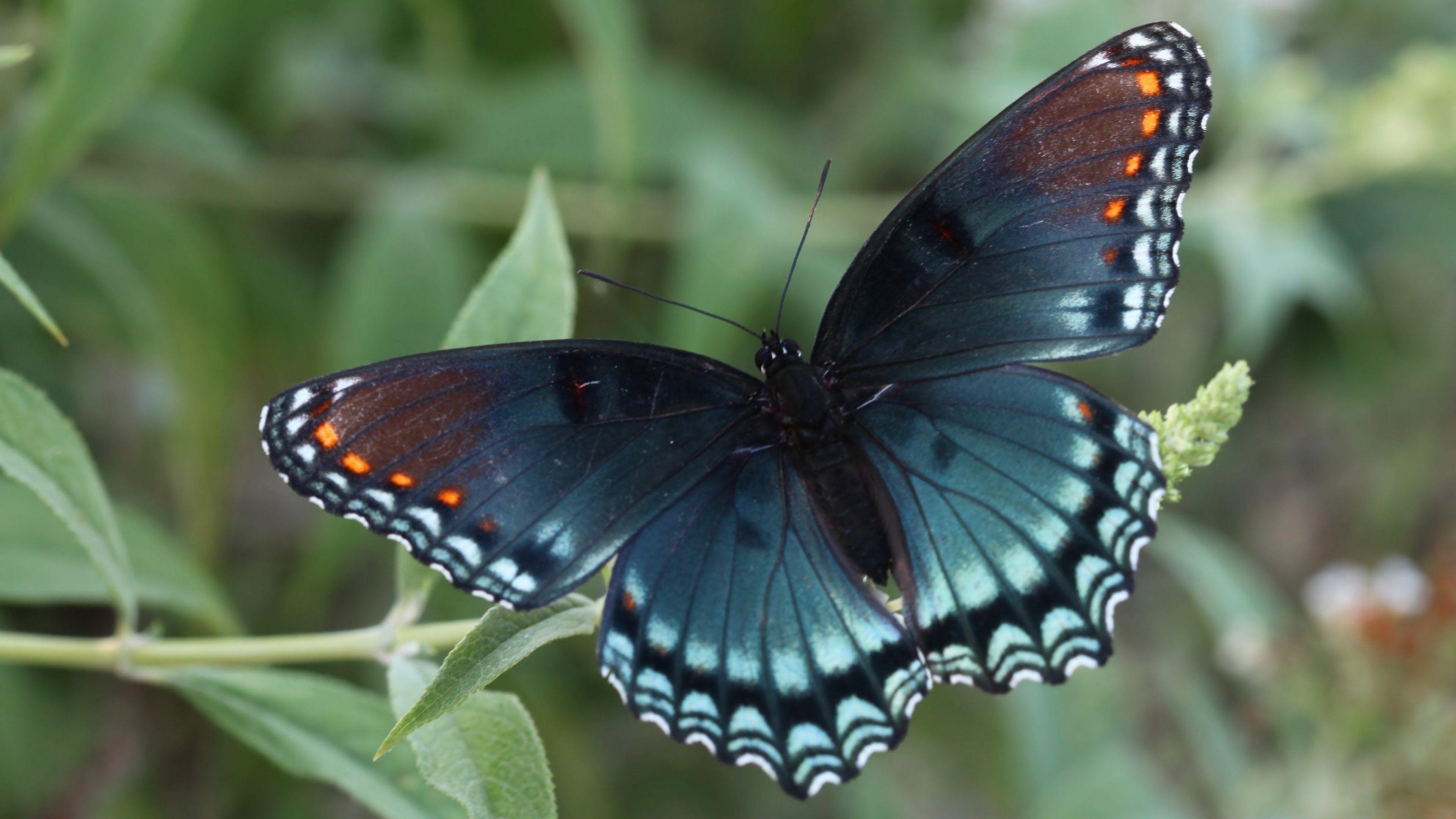 Rote Punkte, Schmetterling, Desktop, Tierwelt, 3840x2160 4K Desktop