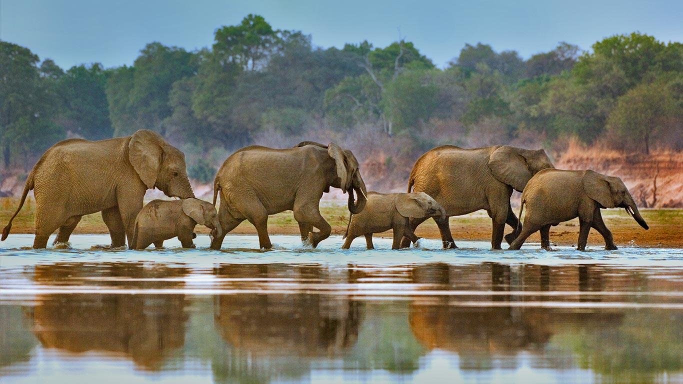 Elefanten, Luangwa Fluss, Zambia, Tiere, Safari, 1370x770 HD Desktop