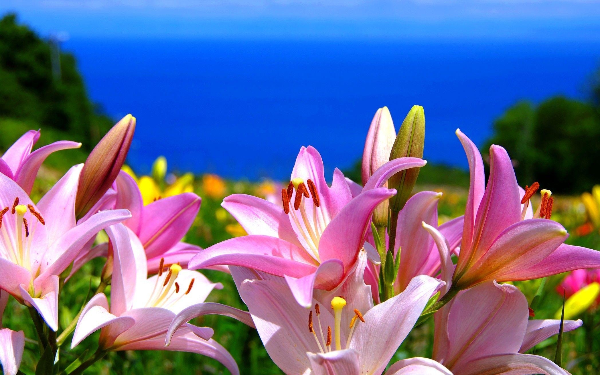 Lilien, Blume, Natur, Hintergrund, Kunst, 2100x1310 HD Desktop