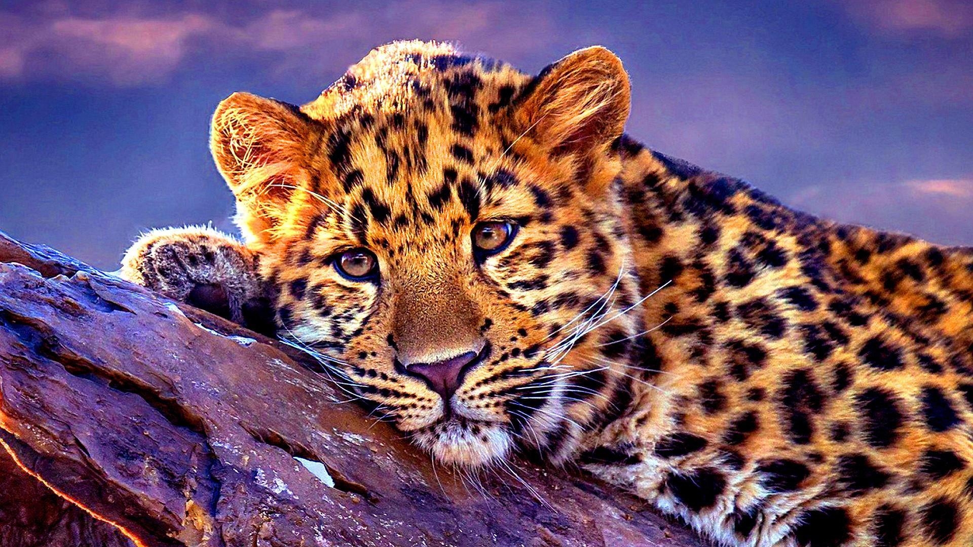 Leopard, Tier, Bild, 1080, Hintergrund, 1920x1080 Full HD Desktop