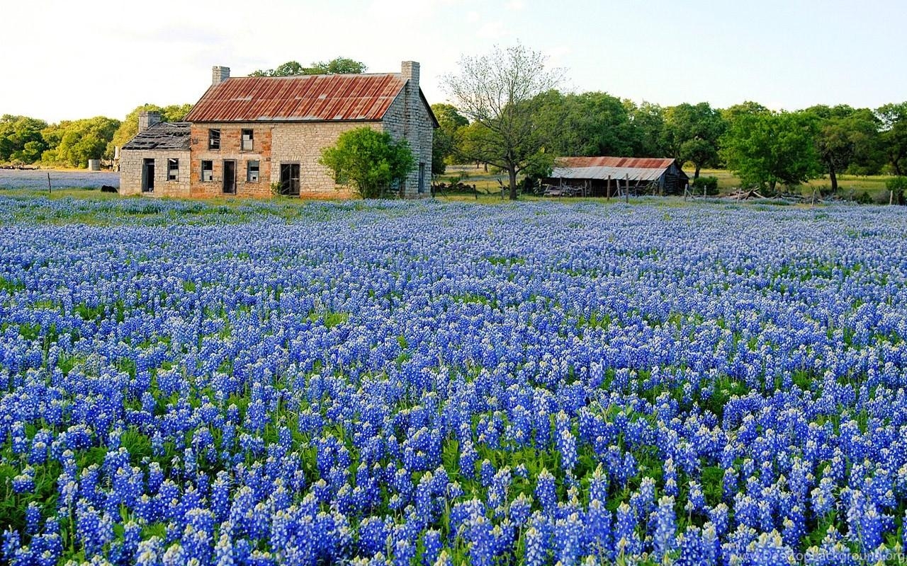 Bluebonnet, Natur, HD, Texas, Desktop, 1280x800 HD Desktop