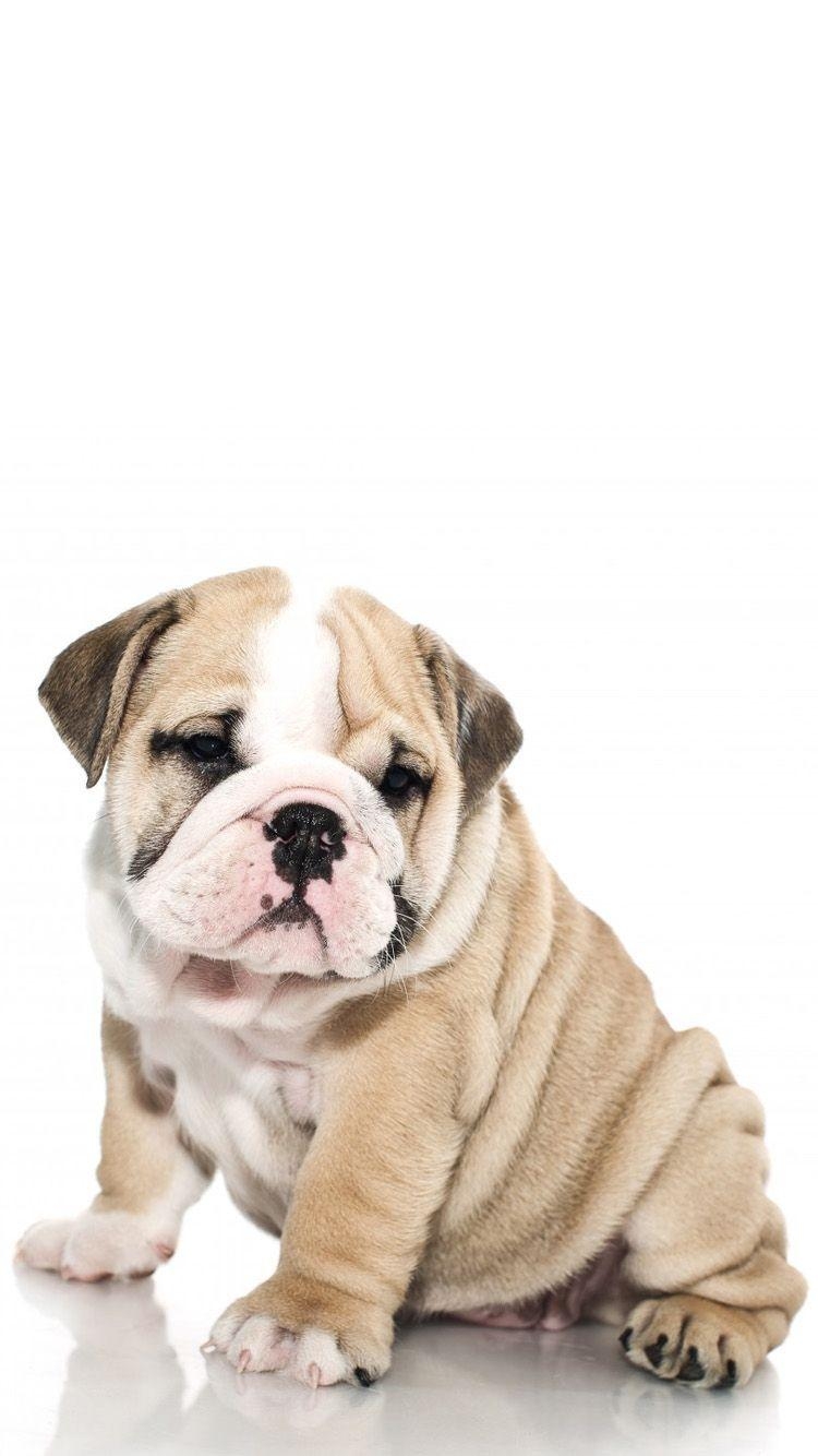 Britischer Bulldogge, Tiere, Handy Hintergrund, Foto, Wallpaper, 750x1340 HD Handy