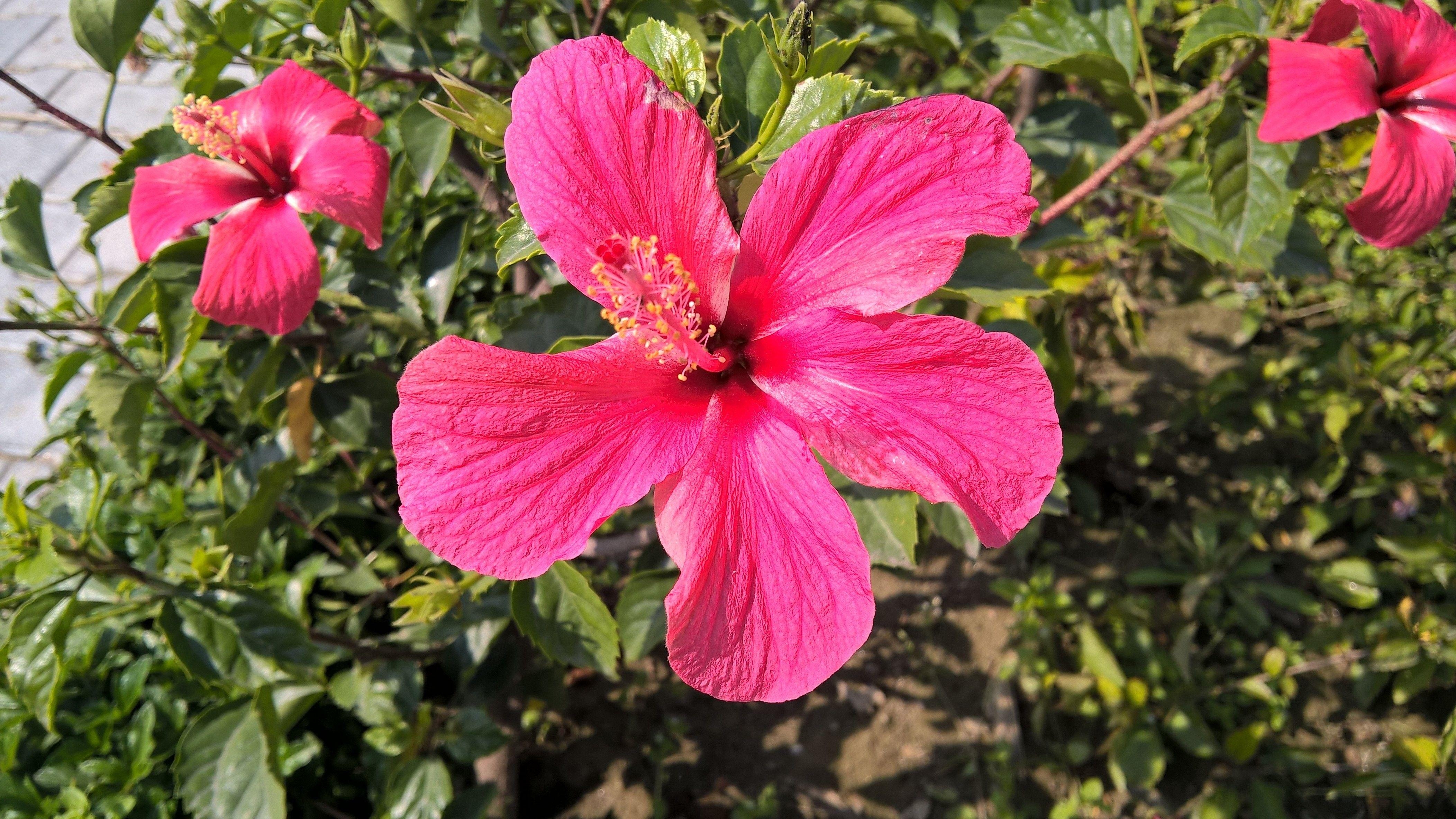 Hibiskusblüte, Natur, Tropenblume, Farbenpracht, Pflanzenwelt, 4210x2370 4K Desktop