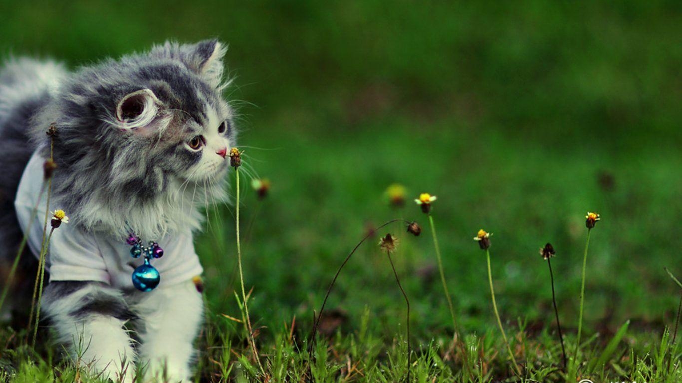 Blumen, süßes Kätzchen, Freundschaft, Welpe, Gras, 1370x770 HD Desktop