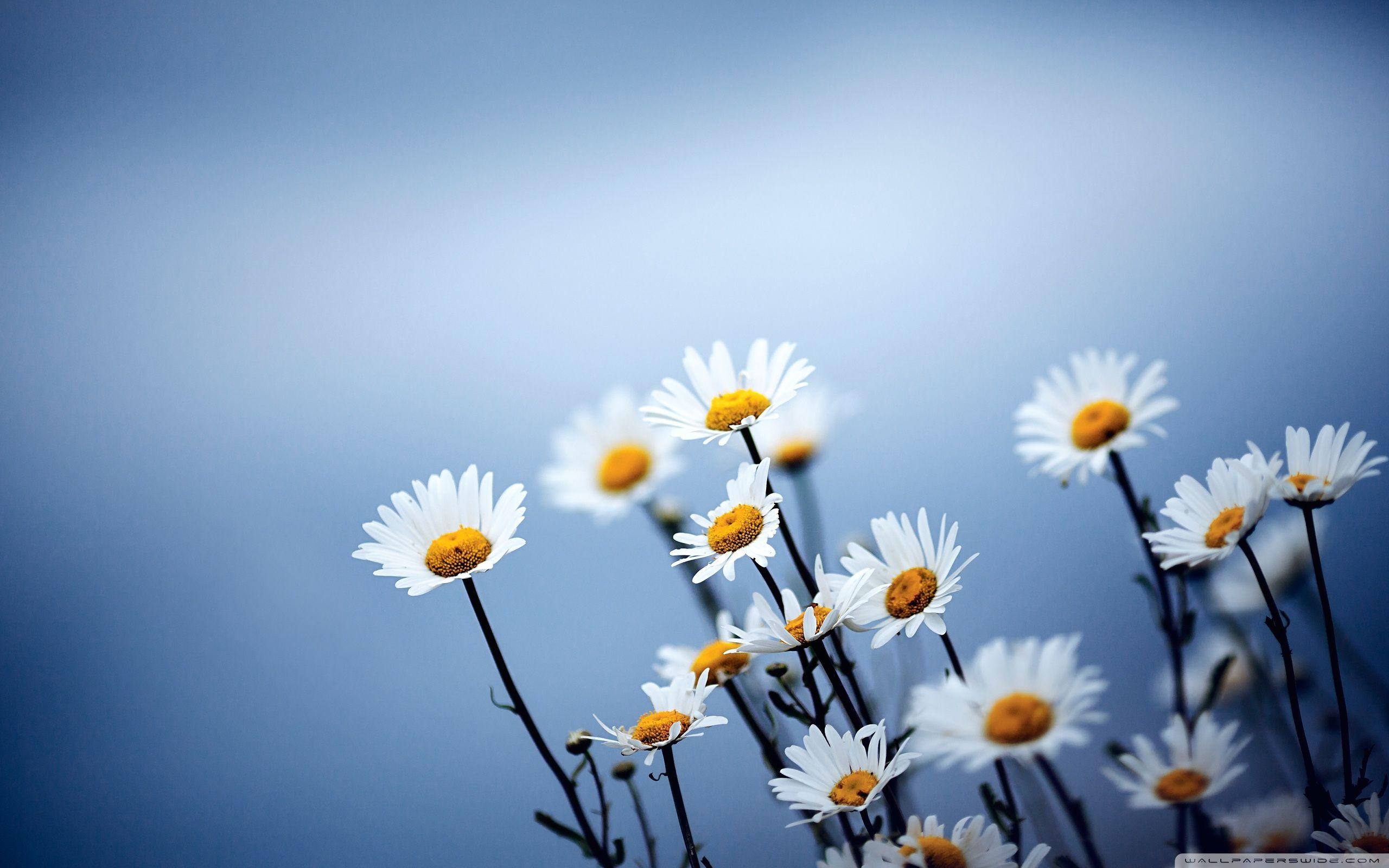 Weiße Gänseblümchen, Blumen, 4K, UHD, TV, 2560x1600 HD Desktop