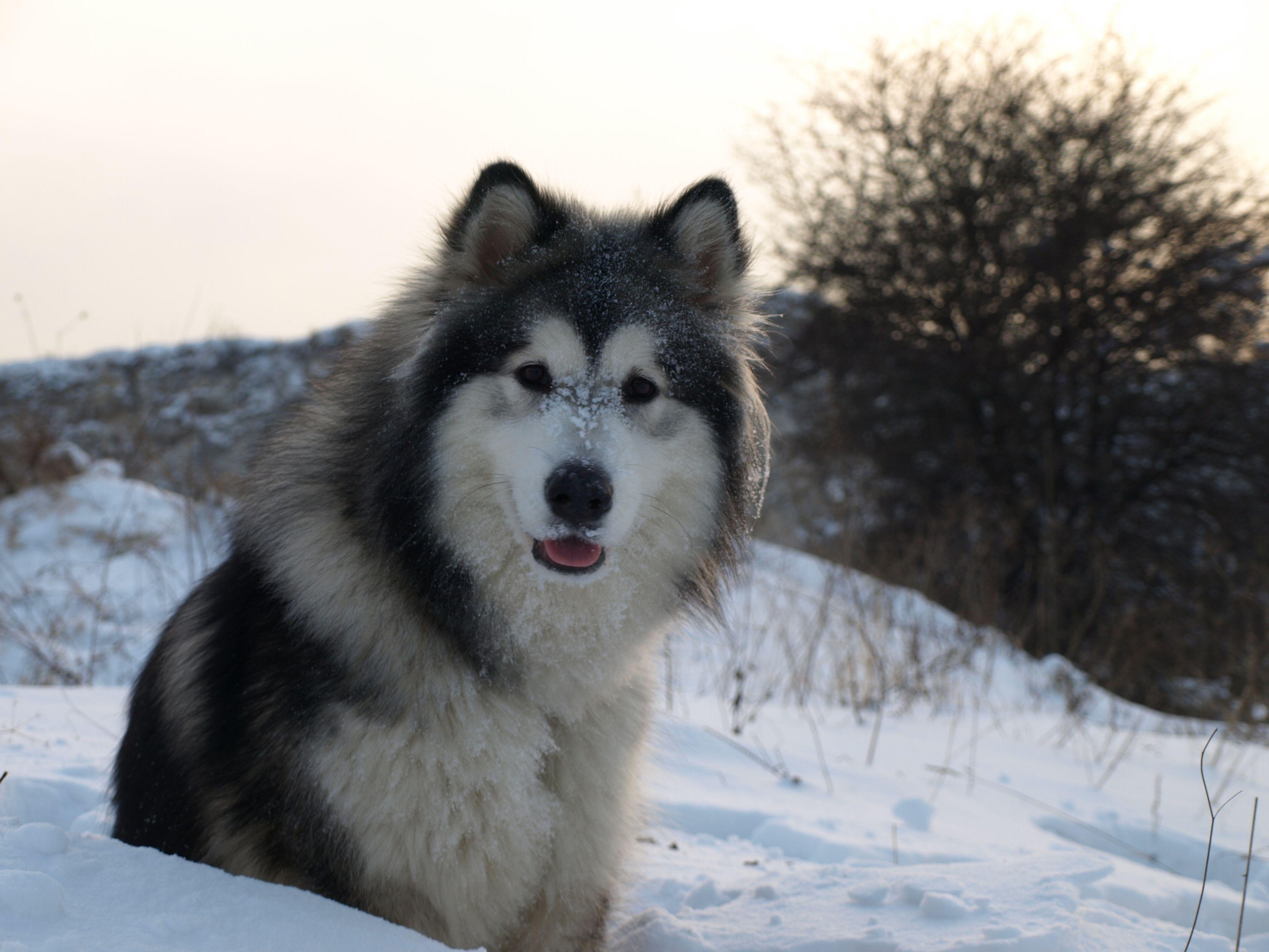 Alaskan Malamute, Erwachsener Hund, Natur, Tierfoto, Schön, 3650x2740 4K Desktop