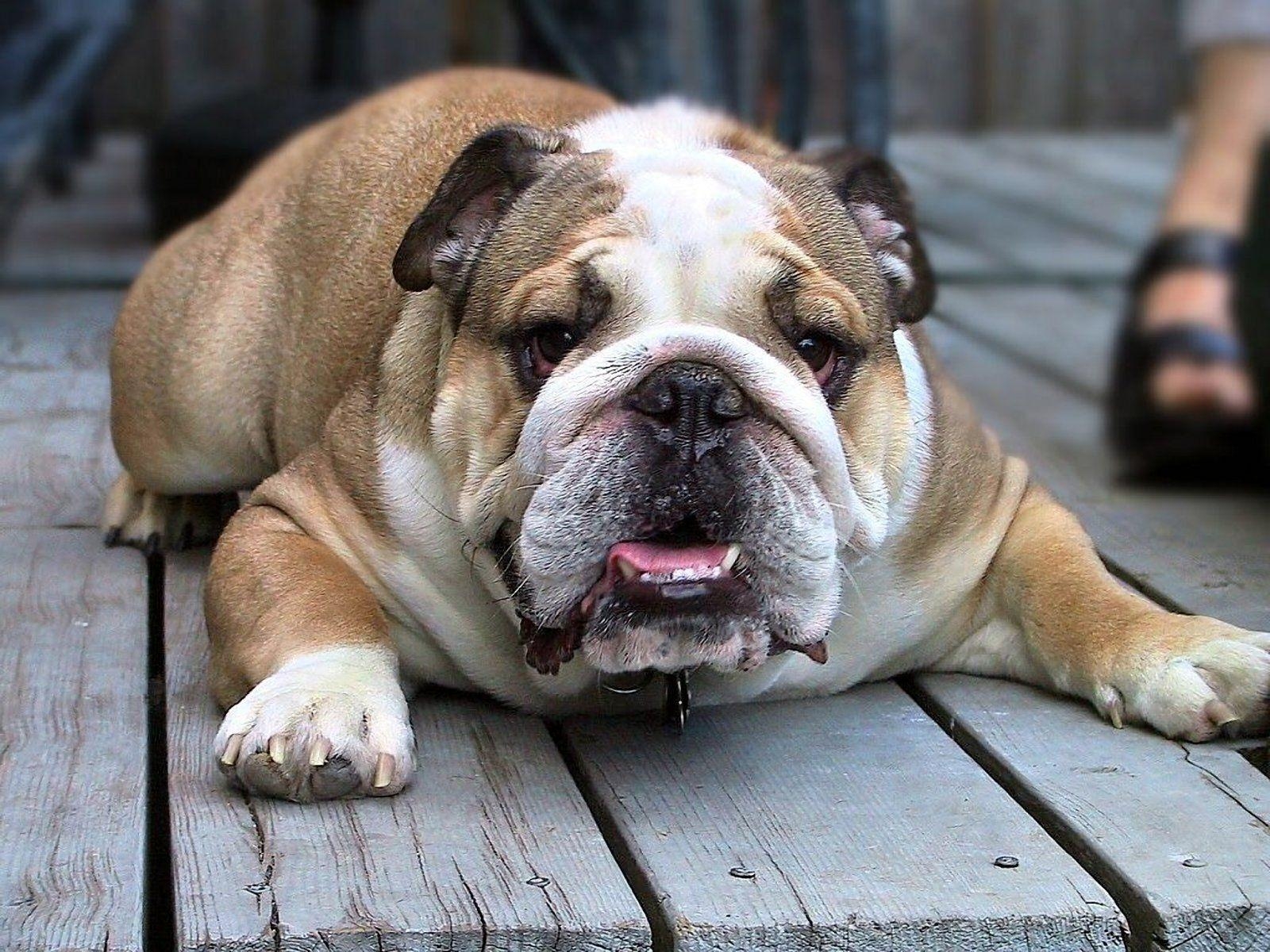 Ultra HD, Bulldogge, Tier, Hintergrund, Bild, 1600x1200 HD Desktop