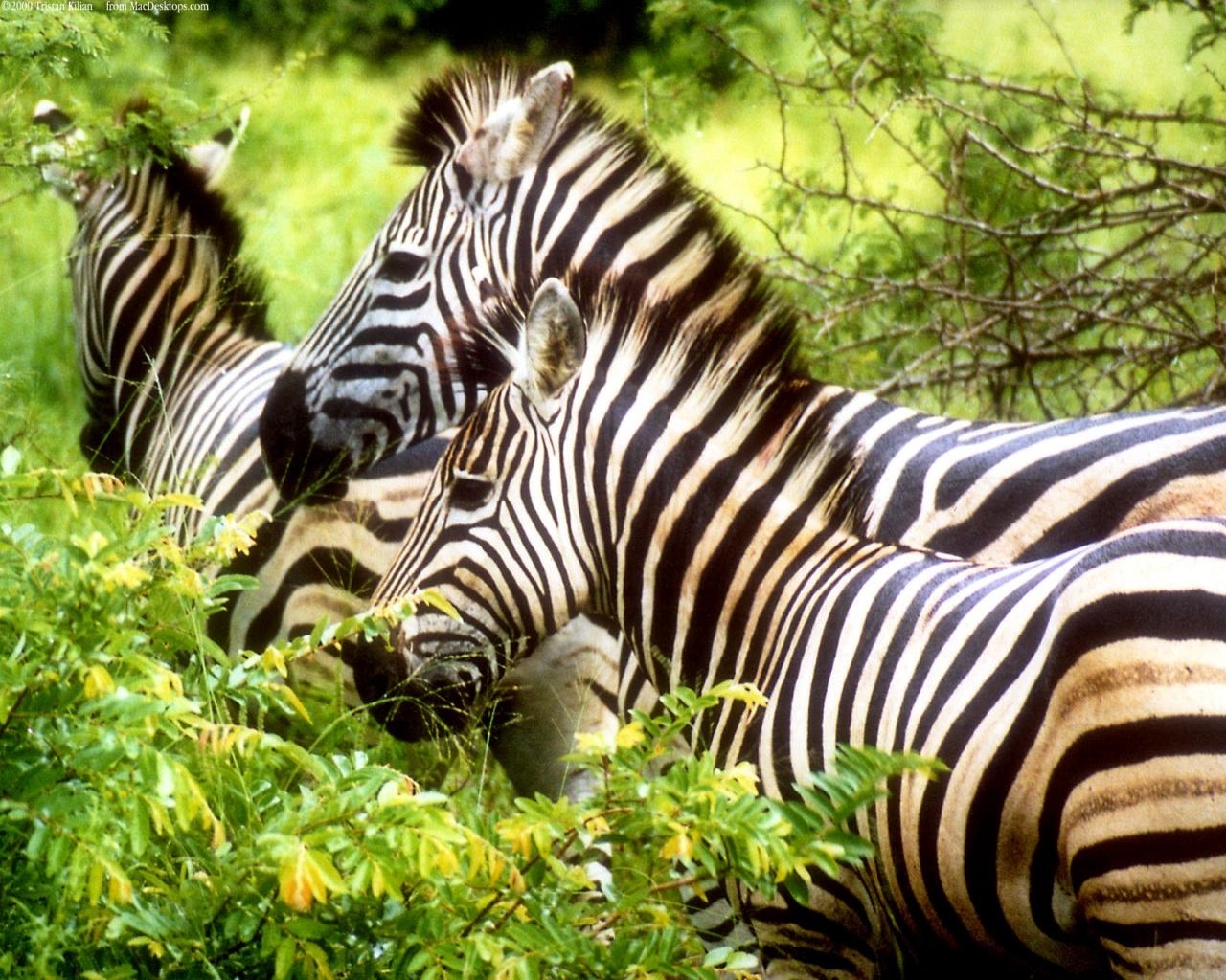 Zebra, Kostenlose Bilder, Tierwelt, JPG-Format, Afrika, 1280x1030 HD Desktop