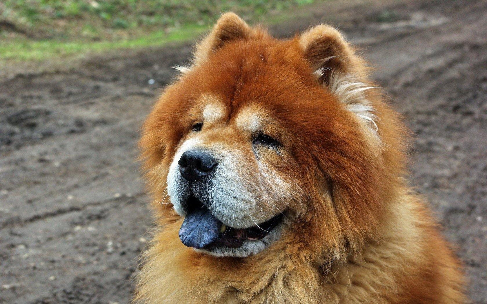 Chow Chow, HD Hintergrund, Bild, Tier, Hund, 1680x1050 HD Desktop