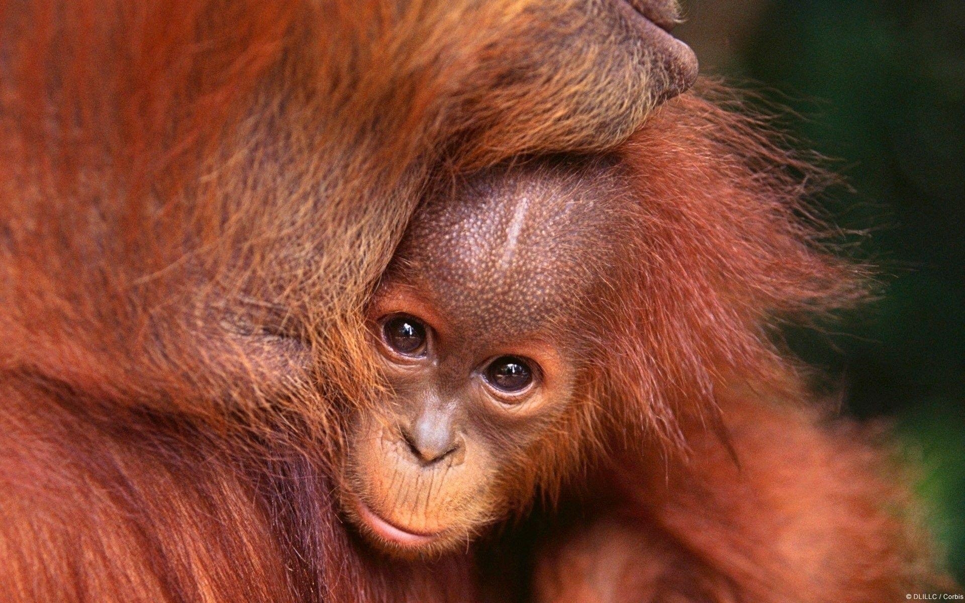 Baby Orang-Utan, süß, jung tier, Natur, Primat, 1920x1200 HD Desktop