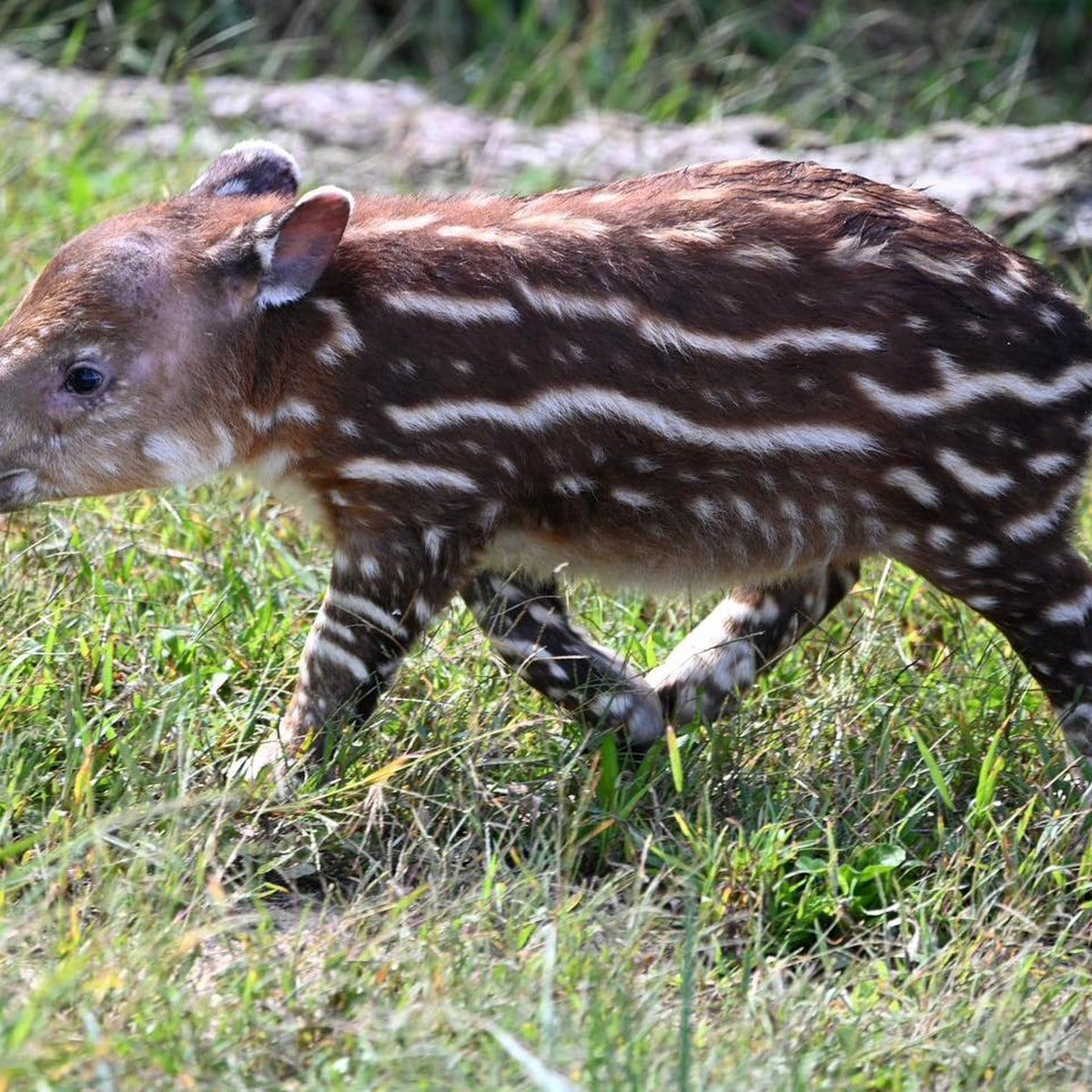 Tapirgeburt, Zoo, Bedrohte Arten, Bairds Tapir, Nachwuchs, 1200x1200 HD Handy