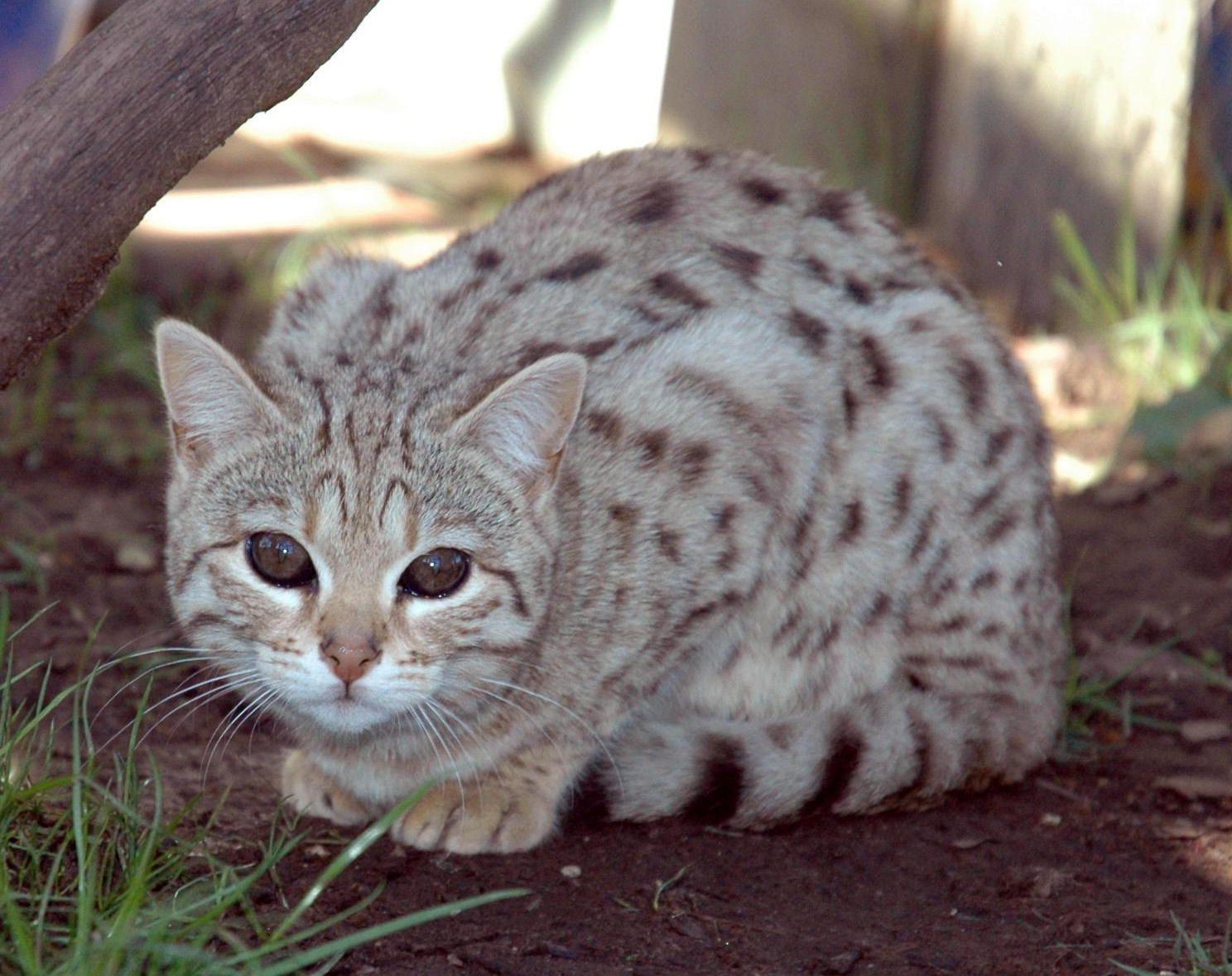 Schöne weiße Bengalkatze, Ashera Katze, Haustier, 1490x1180 HD Desktop