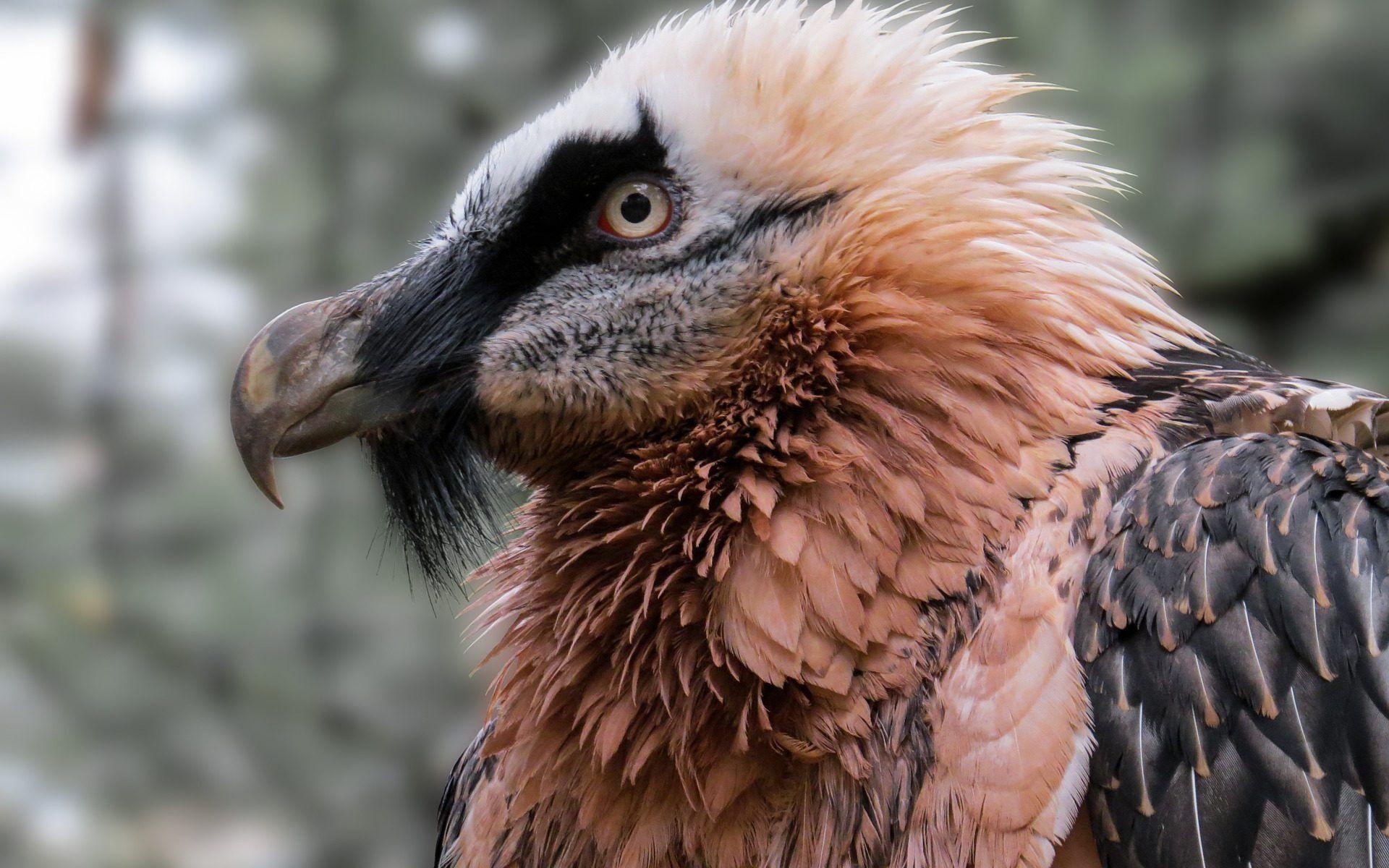 Bartgeier, Tiere, Alpen, Wild, Vögel, 1920x1200 HD Desktop