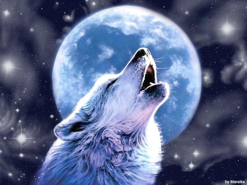 Heulender Wolf, Kostenlos, Breitbild, Arktisch, Tier, 1030x770 HD Desktop