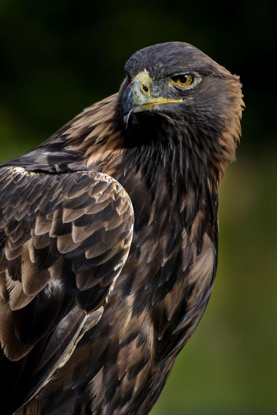 Steinadler, Beliebteste, Raubvogel, Natur, Majestätisch, 960x1440 HD Handy