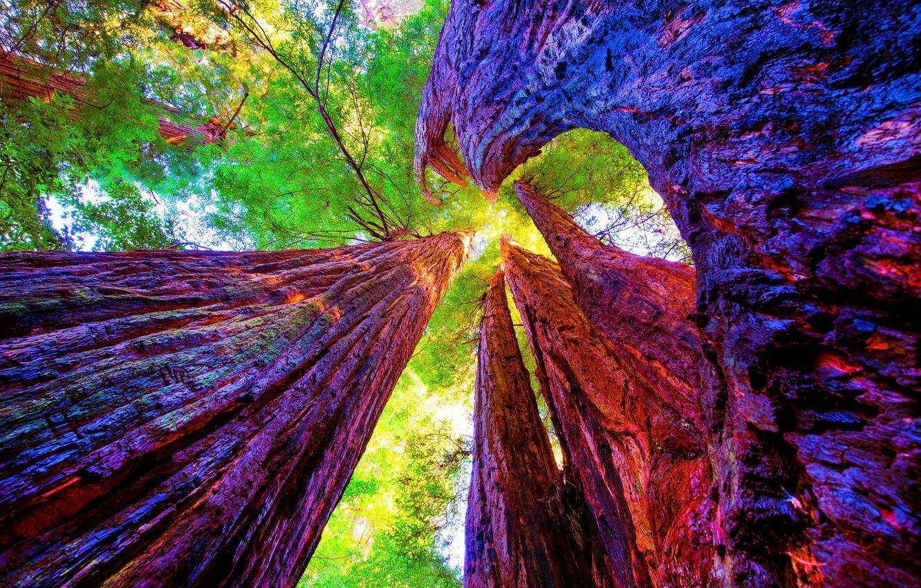 Bäume, Kalifornien, Sequoia, Redwood, Natur, 1340x850 HD Desktop