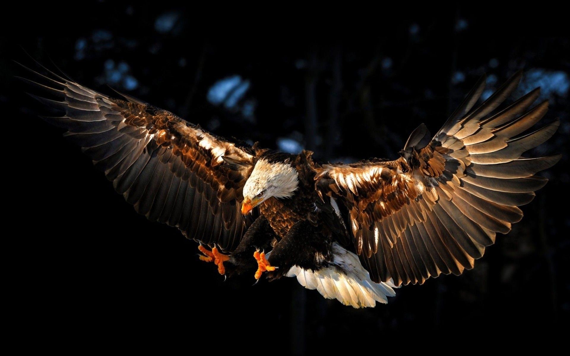 Adler Desktop, Tierhintergrund, Hohe Auflösung, Majestät, 1920x1200 HD Desktop