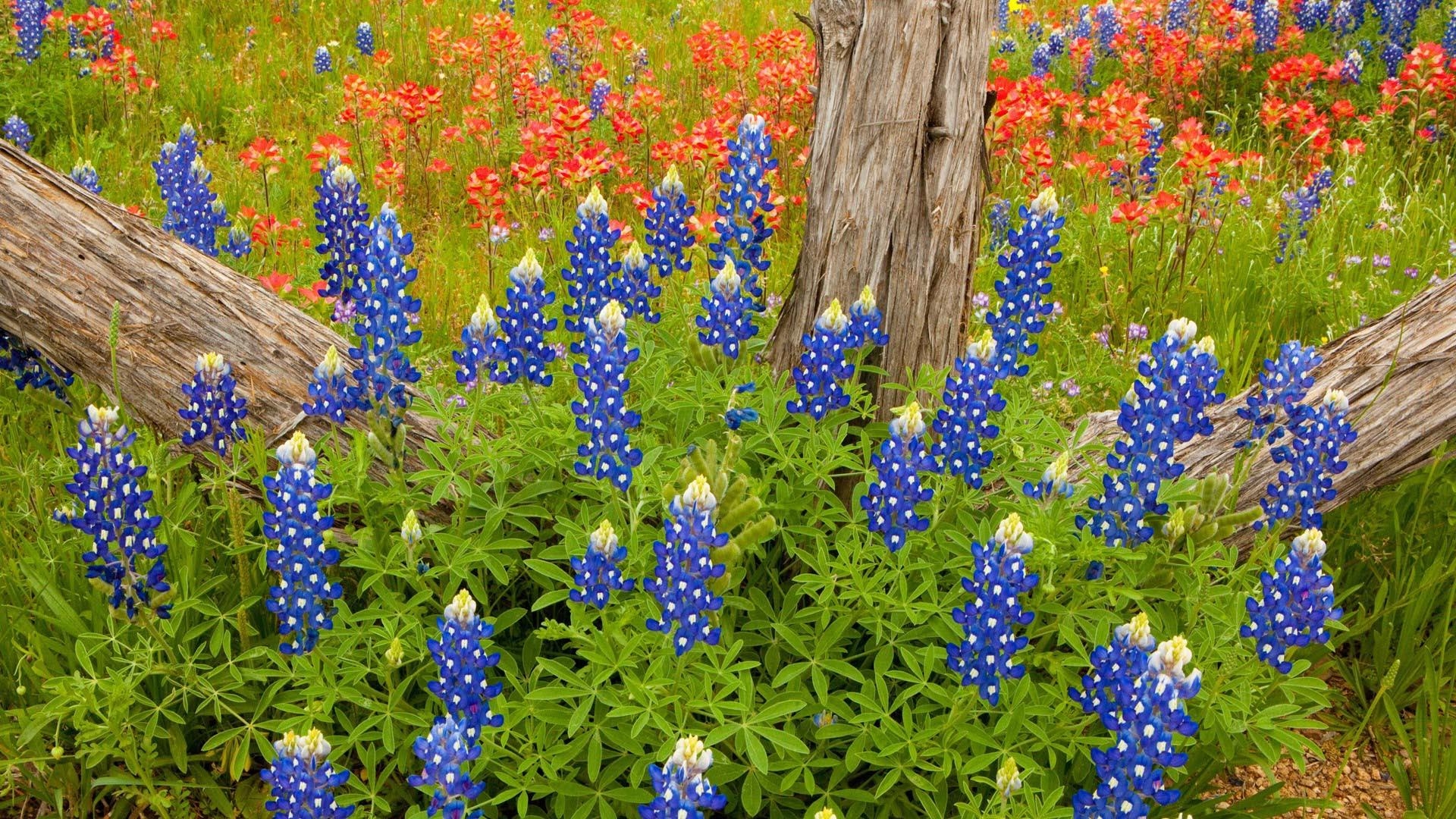 Bluebonnet, Blumen, Desktop, Texas, Natur, 1920x1080 Full HD Desktop